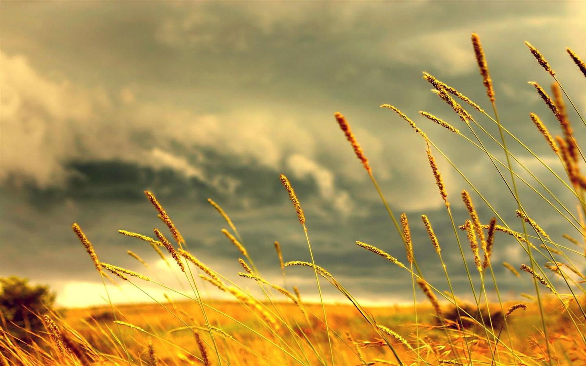 stalks, storm, skies, wheat, 1080P, field, grass, nature and landscapes, stormy, clouds, HD Wallpaper
