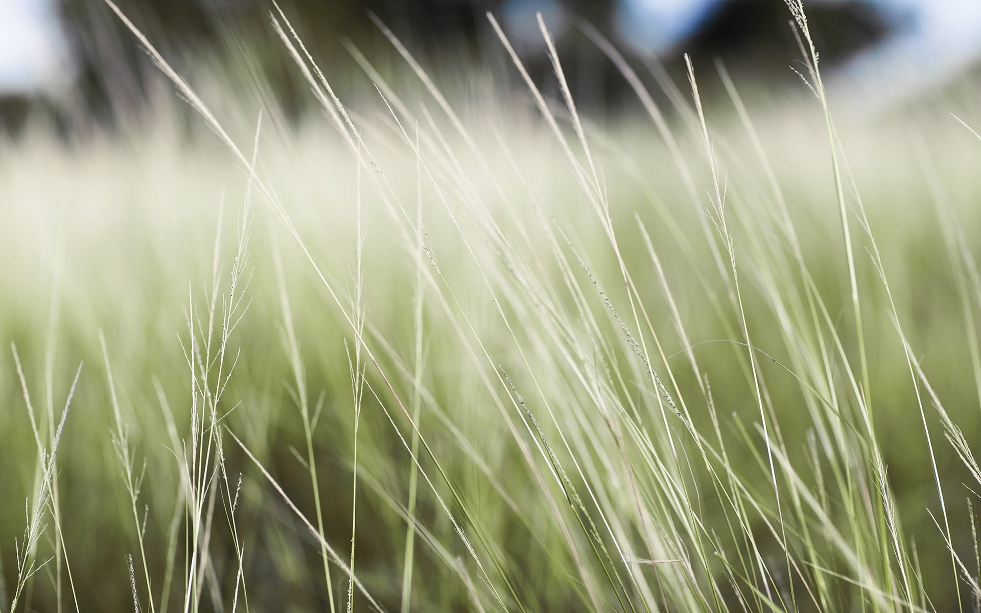 macro, stalk, landscape, green color, cabinet, outdoors, tranquility, crop, close-up, rural scene, beauty in nature, selective focus, day, wooden, nature, HD Wallpaper