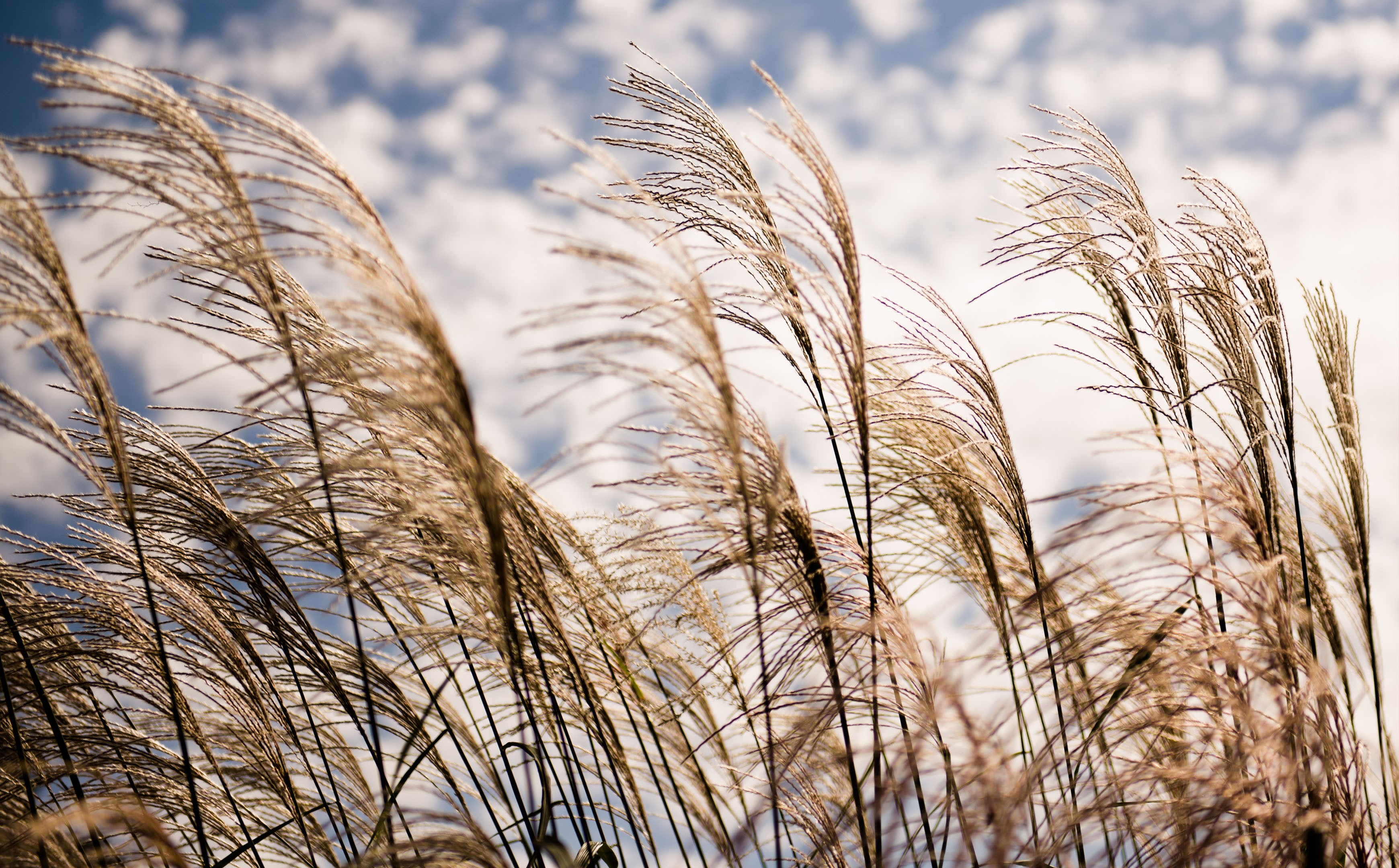 sunlight, plants, grass, sky, plant, field, outdoors, beauty in nature, no people, selective focus, close-up, tranquility, 2K, agriculture, focus on foreground, HD Wallpaper