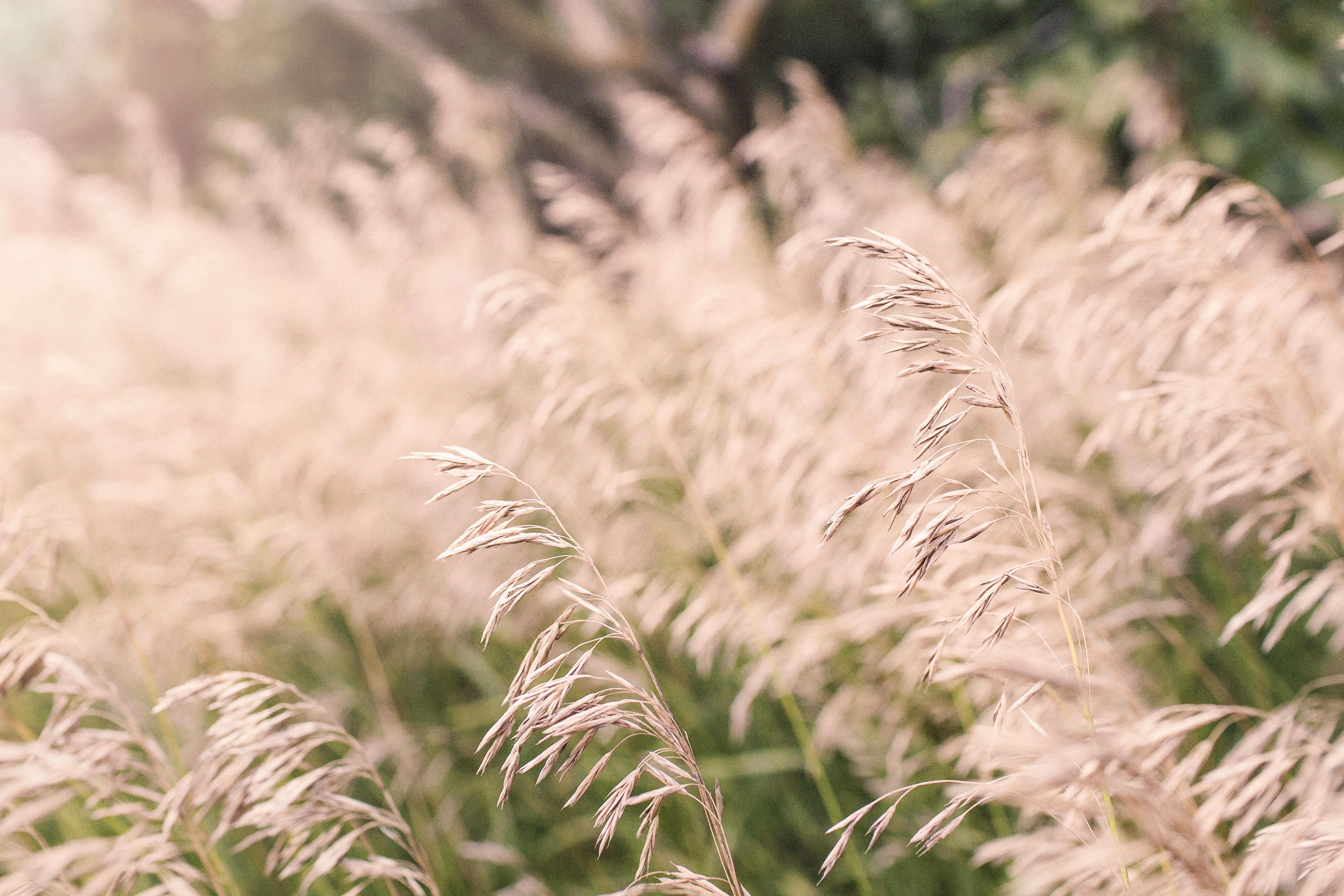 outdoors, farm, sunny, grass, crop, 5K, rural Scene, windy, sunlight, plant, close-up, photo, plants, landscape, dry, tranquility, day, selective, field, HD Wallpaper
