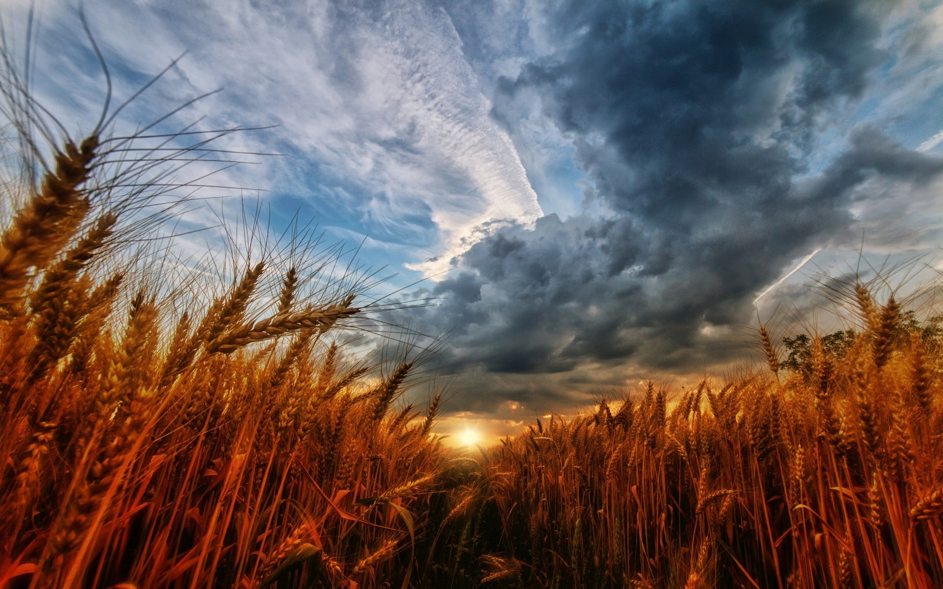 plant, beauty in nature, grass, land, agriculture, landscape, no people, outdoors, wheat, clouds, 1080P, sunset, rural scene, crop, scenics - nature, cloud - sky, HD Wallpaper