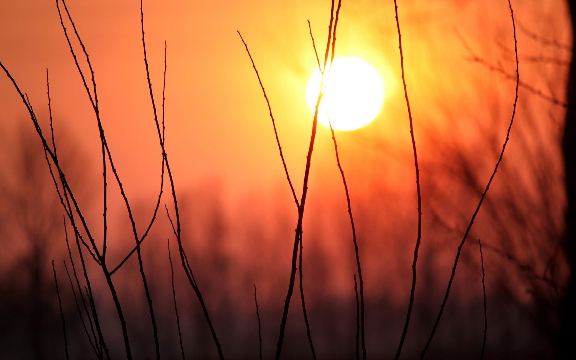 beauty in nature, growth, sun, cloud - sky, scenics - nature, outdoors, stalk, landscape, sunlight, sunset, plant, grass, sky, tranquility, nature, close-up, HD Wallpaper