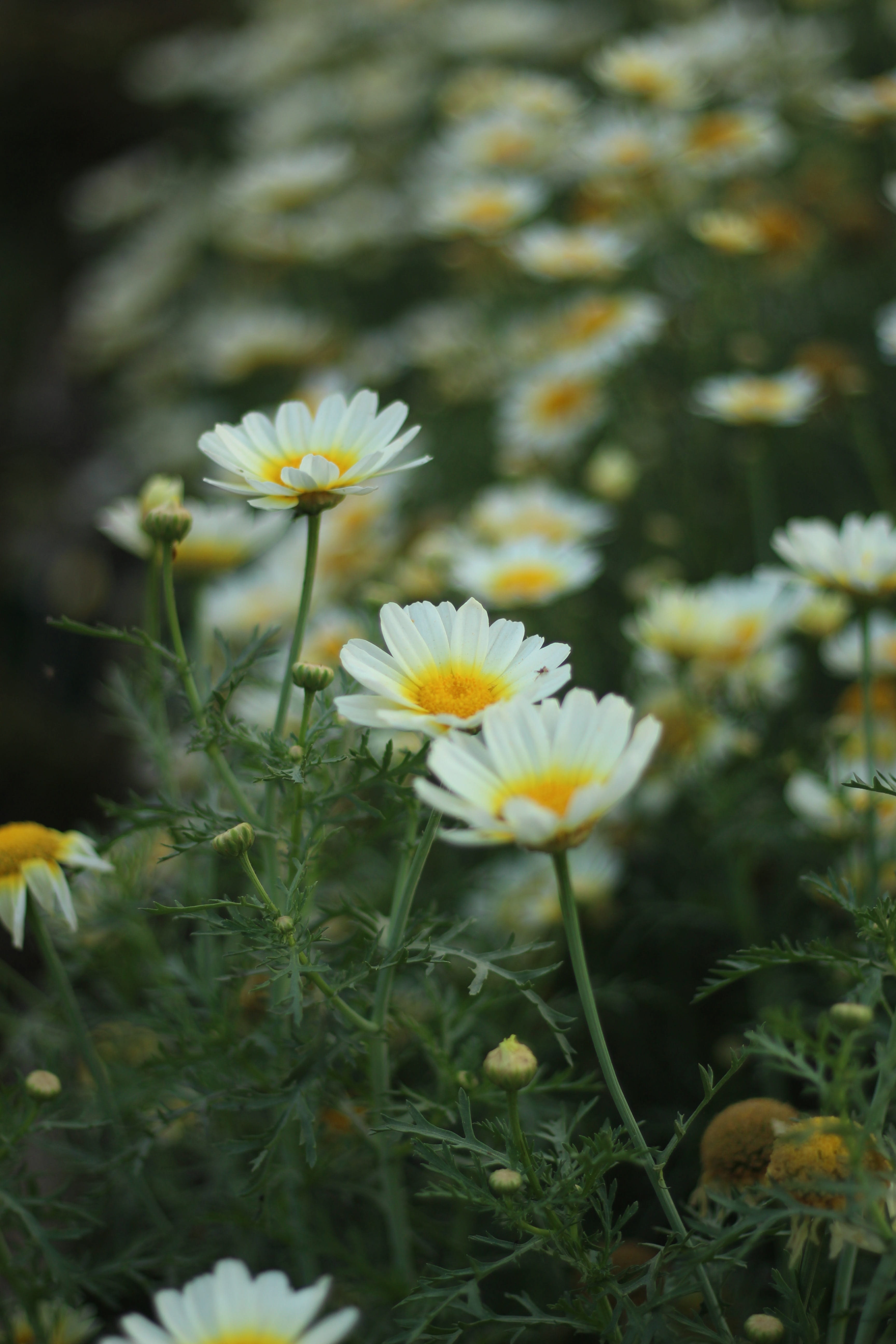 nature, pixabay, shots, picture, outdoors, flower, creative, day, 5K, inflorescence, photographer, pic, objective, vintage, selective focus, passion, photographic, Phone HD Wallpaper