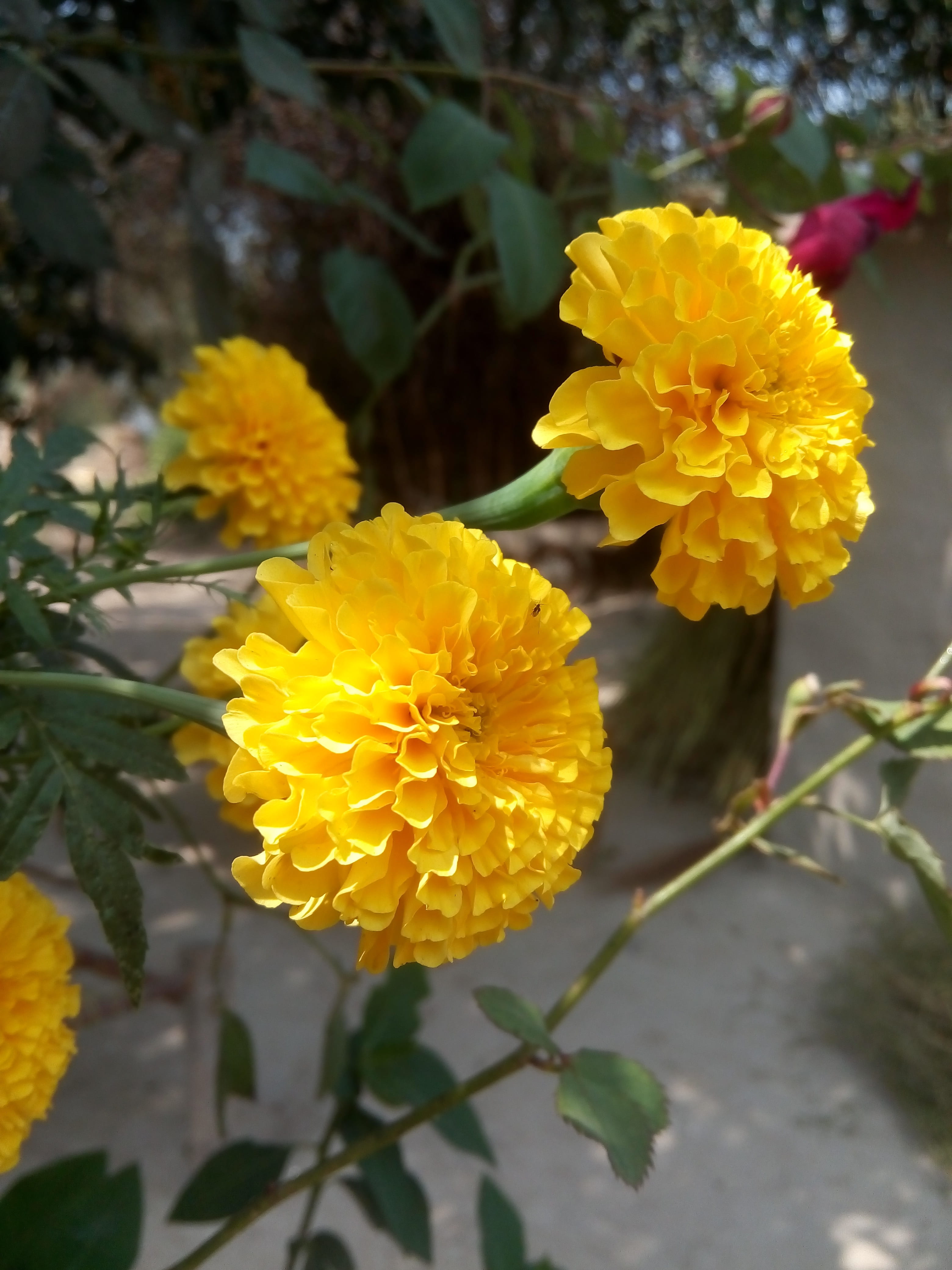 day, freshness, lantana, funny, focus on foreground, mobile click, photography, flash, flower head, photographer, close-up, picture, inflorescence, creative, Phone HD Wallpaper