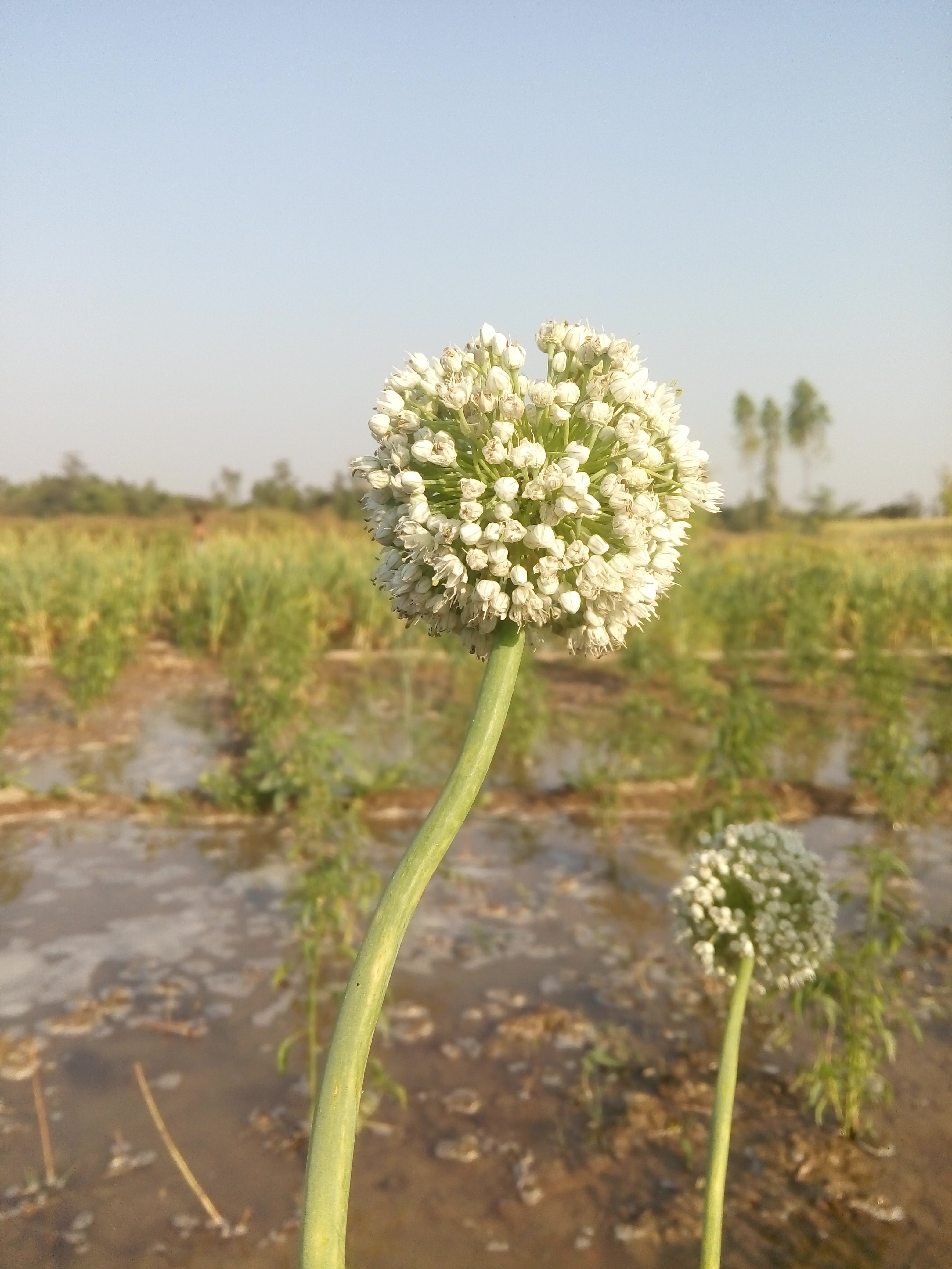 sky, capture, lens, focus on foreground, flash, land, outdoors, flowering plant, fragility, photography, photographer, camera, creative, beauty in nature, Phone HD Wallpaper
