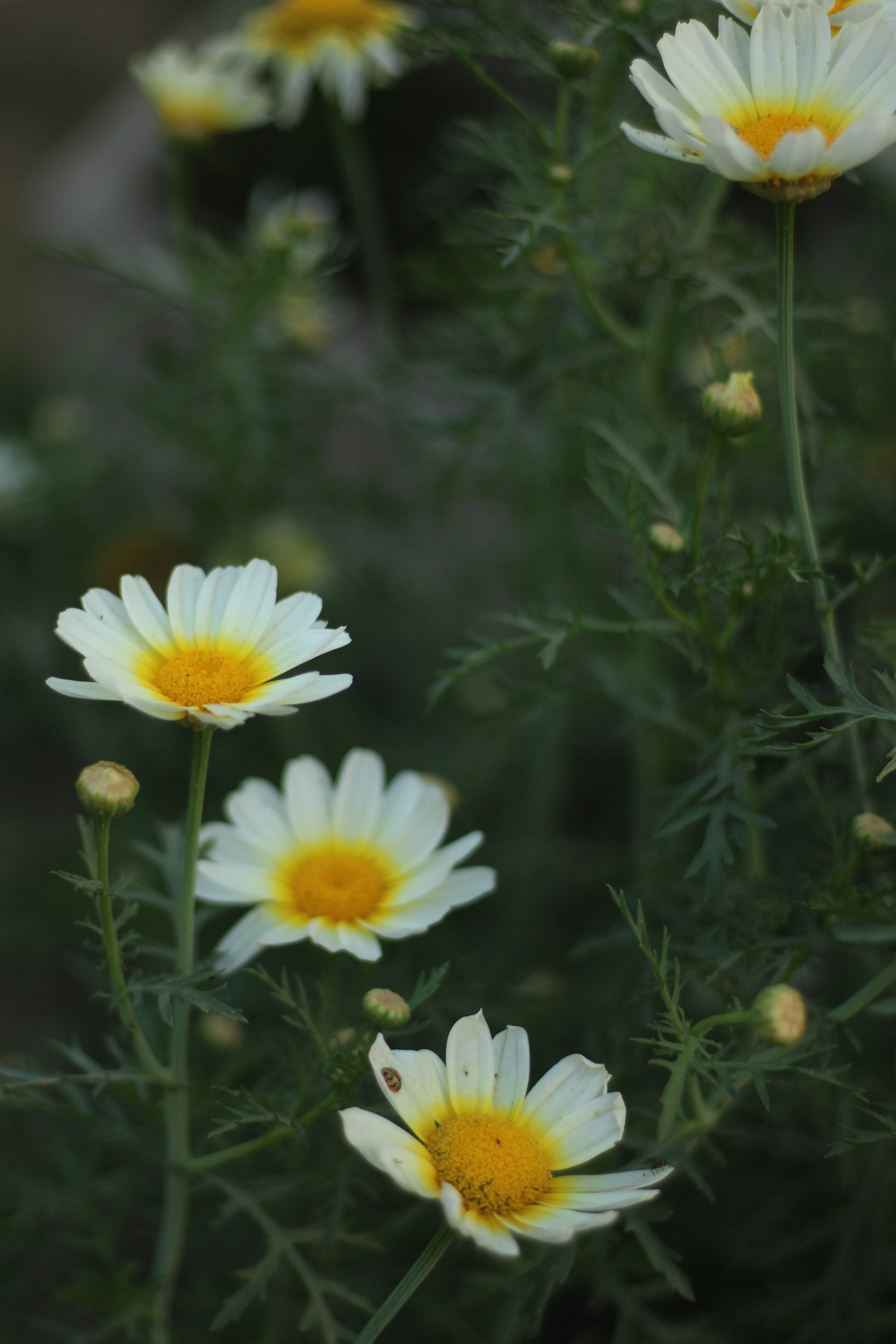 beauty in nature, pollen, growth, petal, plant, flower head, retro, white color, canon, shots, inflorescence, selective focus, close-up, photographer, lens, Phone HD Wallpaper
