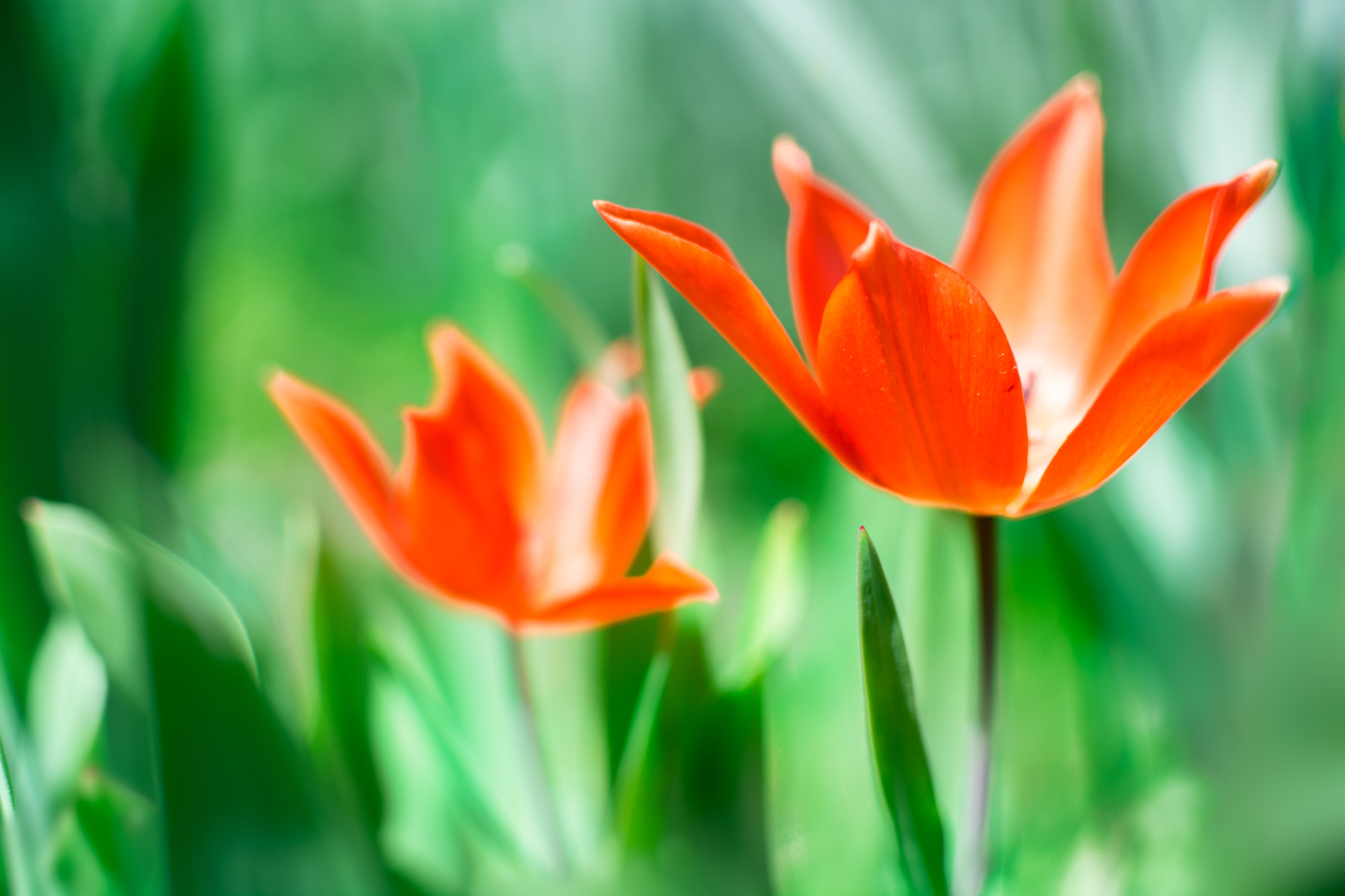 freshness, nature, summer, nikon, flower Head, green Color, depth of field, yellow, green  grass, 5K, pink, beauty In Nature, tulip, season, springtime, HD Wallpaper
