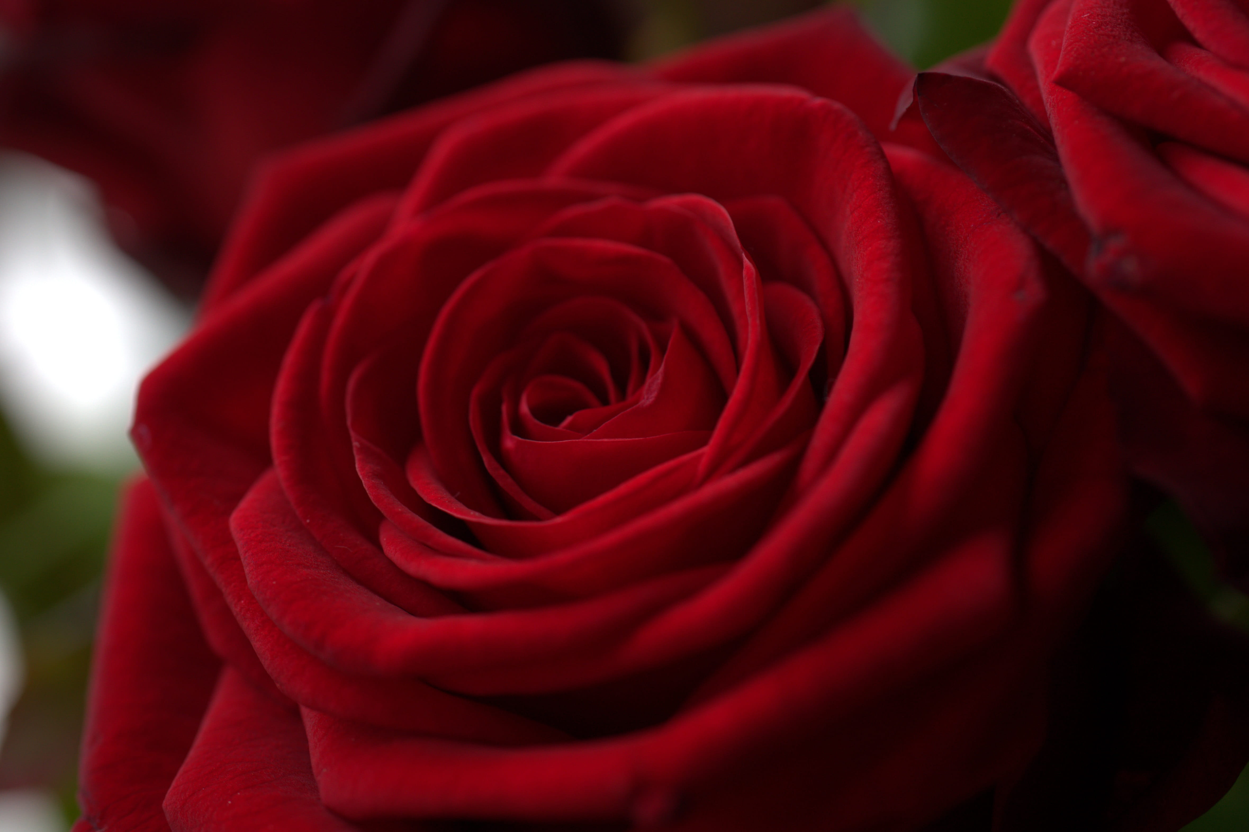 mothers day, petal, heart, vulnerability, focus on foreground, fragrance, bloom, flora, fragility, decoration, wedding, extreme close-up, love, no people, HD Wallpaper