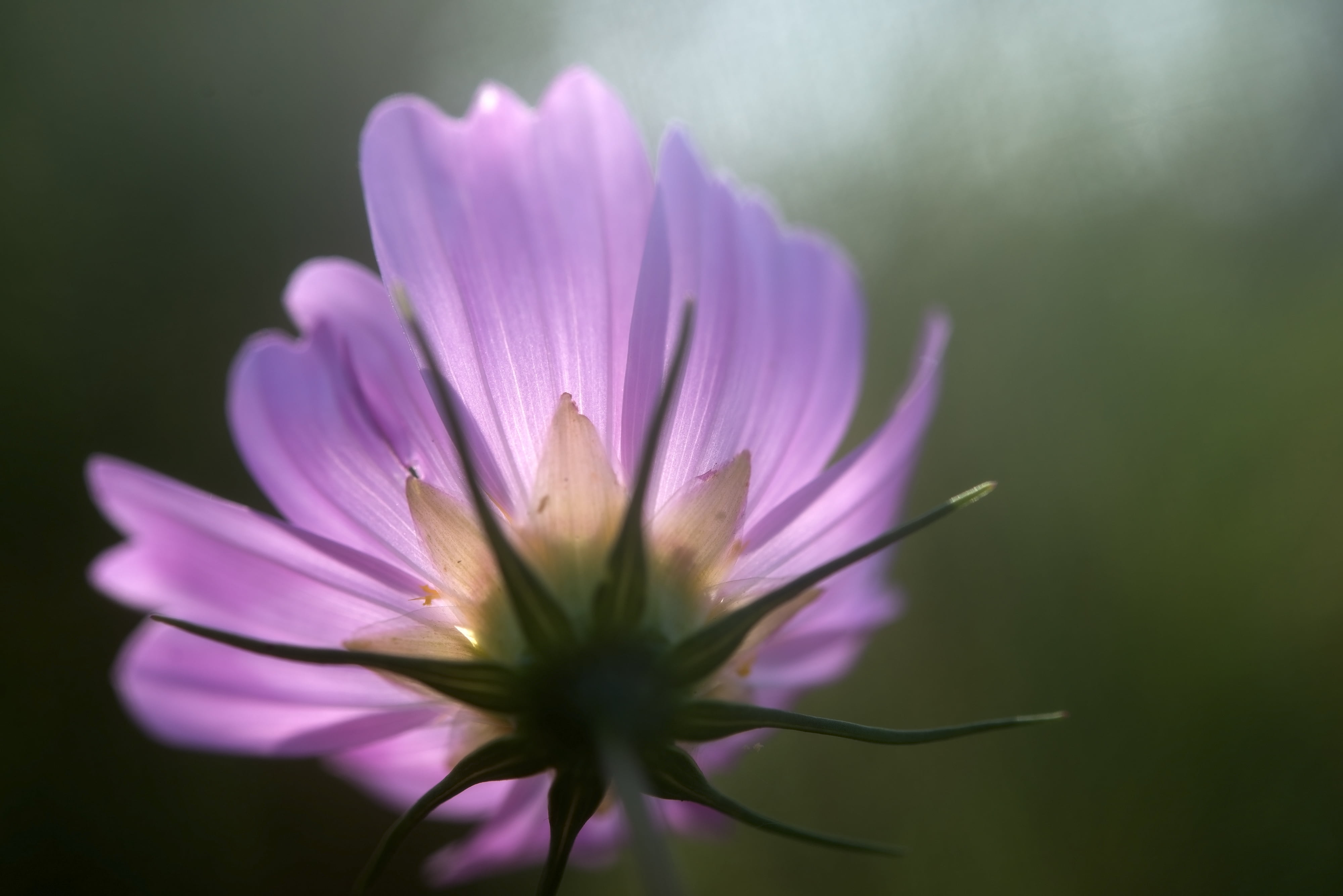 nature, Light, botany, flower, petal, single Flower, close-up, 4K, flower Head, Nikon D800, purple, close, purple flower, beauty In Nature, pink Color, HD Wallpaper