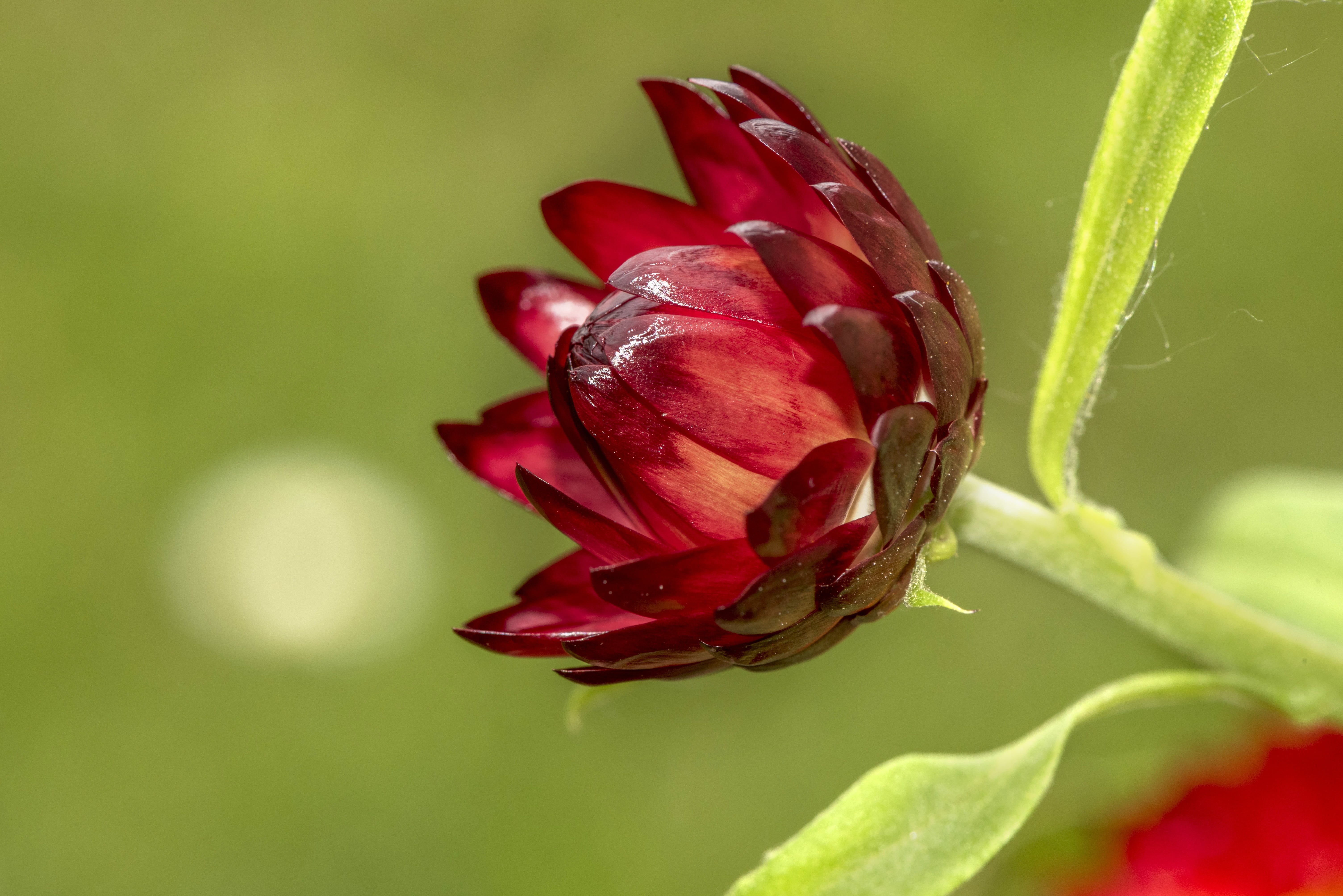 garden, fragility, close-up, flowering plant, red, plant part, orange, background, leaf, flora, flower, day, plant, beauty in nature, outdoors, photo, focus on foreground, HD Wallpaper