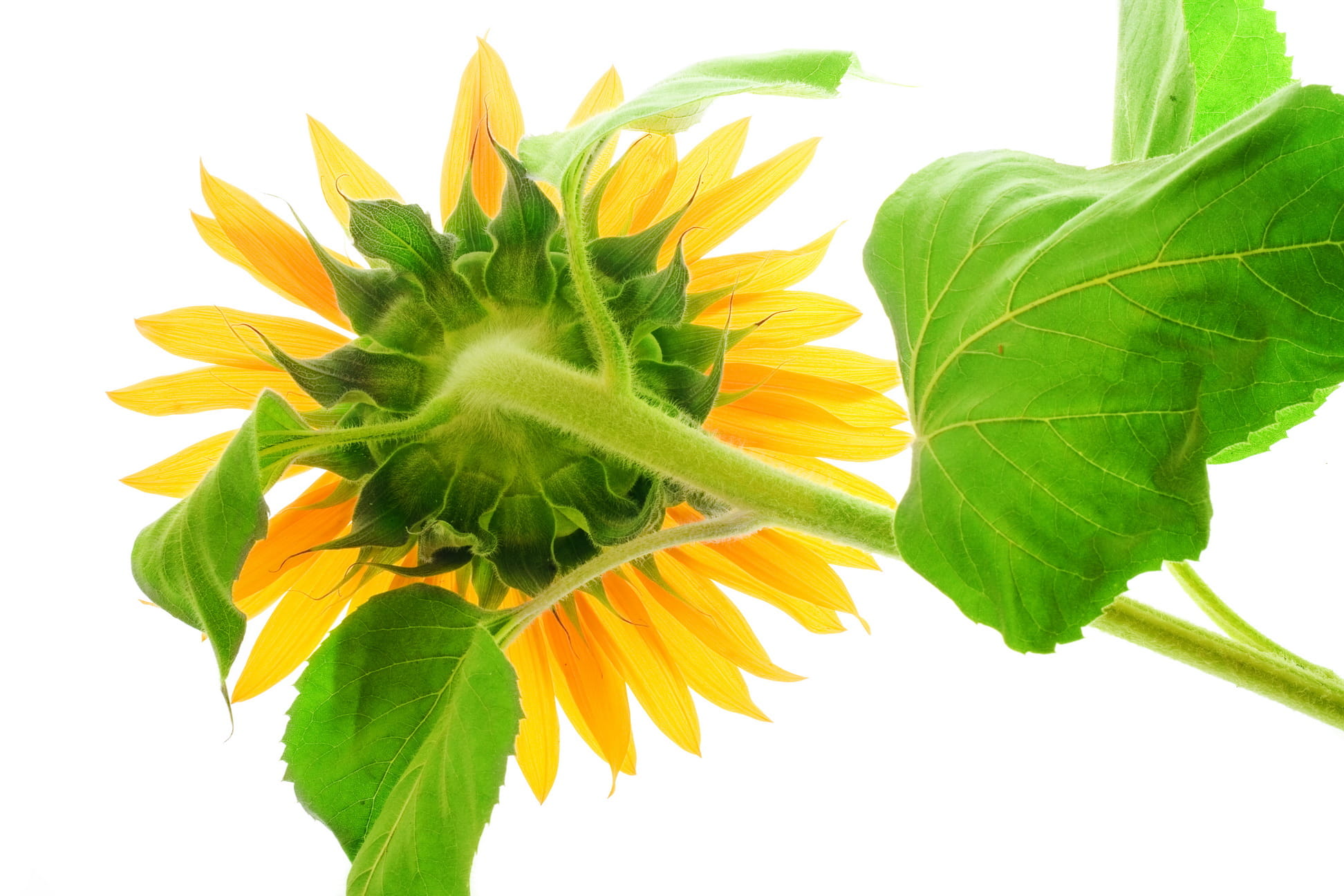 leaf, petal, orange, blooms, circle, plant, spring, floral, petals, blossom, details, plant stem, patterns, colors, seeds, blooming, round, botanical, leaves, HD Wallpaper