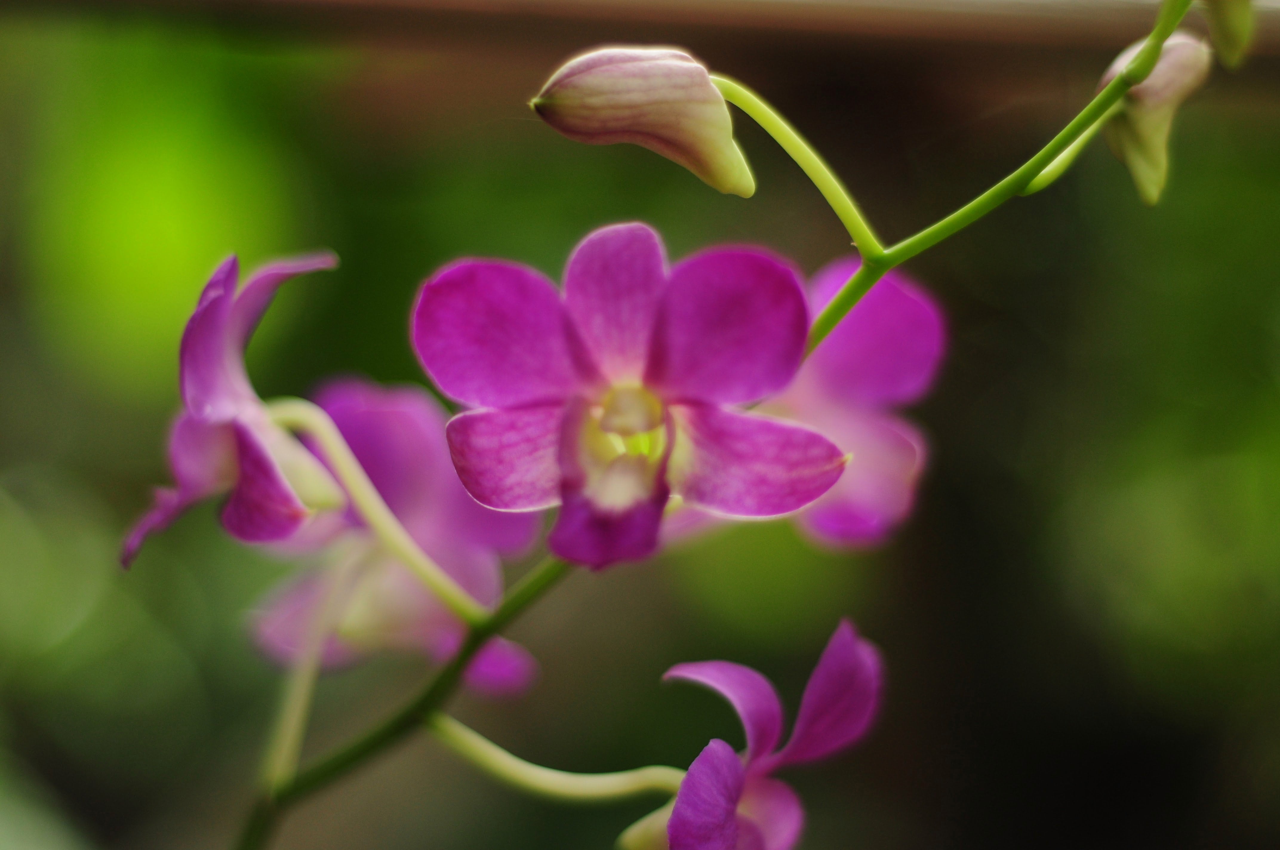 beauty In Nature, nature, close-up, pink Color, orchid, plant, purple, flower, flower Head, petal, flowers, 4K, HD Wallpaper