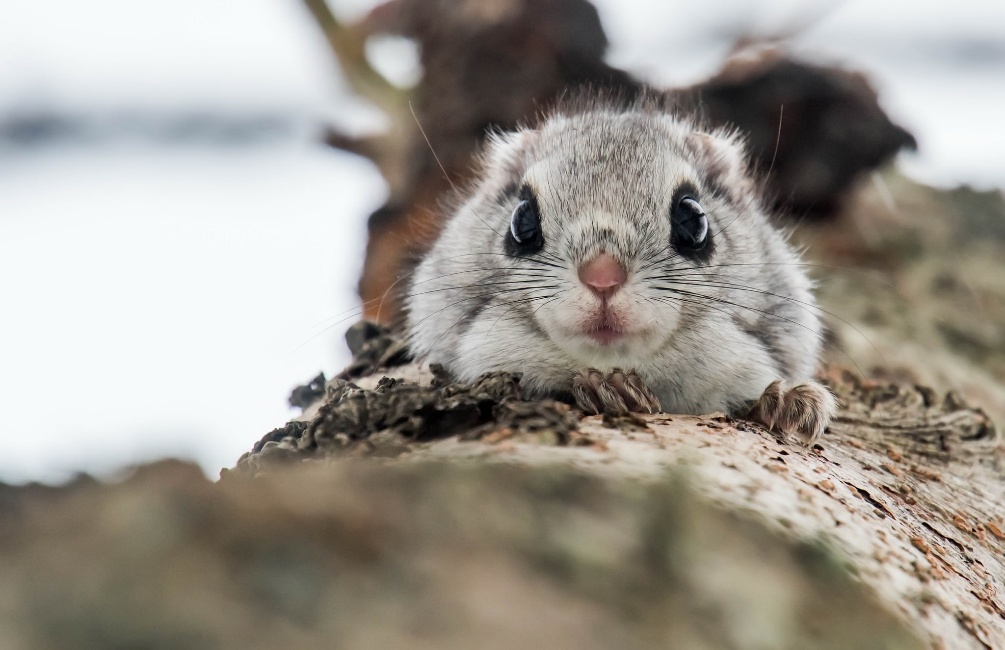 nature, Common flying squirrel, Protein, 1080P, HD Wallpaper