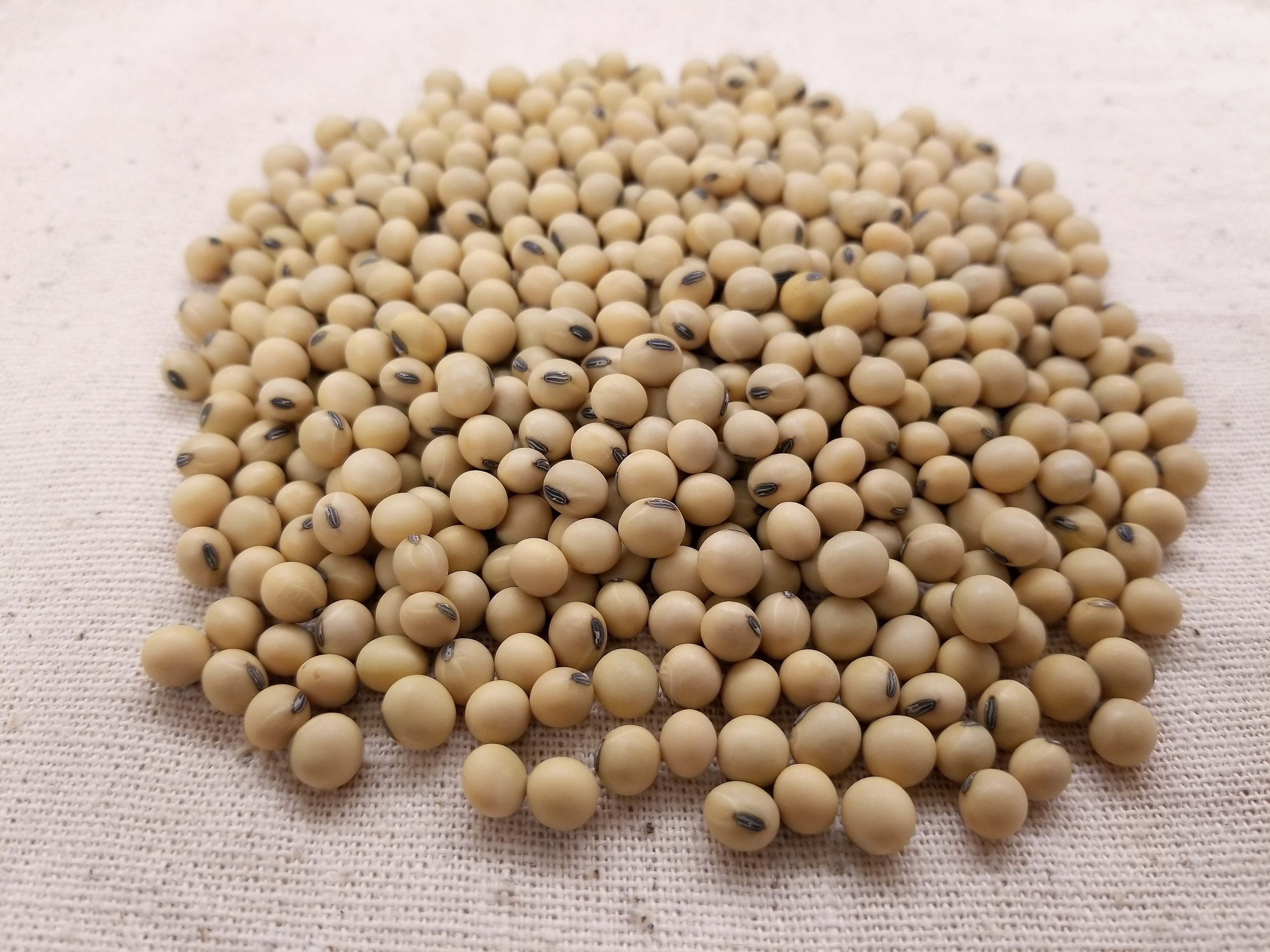large group of objects, healthy eating, still life, soya, seed, soybeans, vegetable, white color, focus on foreground, freshness, close-up, wellbeing, bean, HD Wallpaper