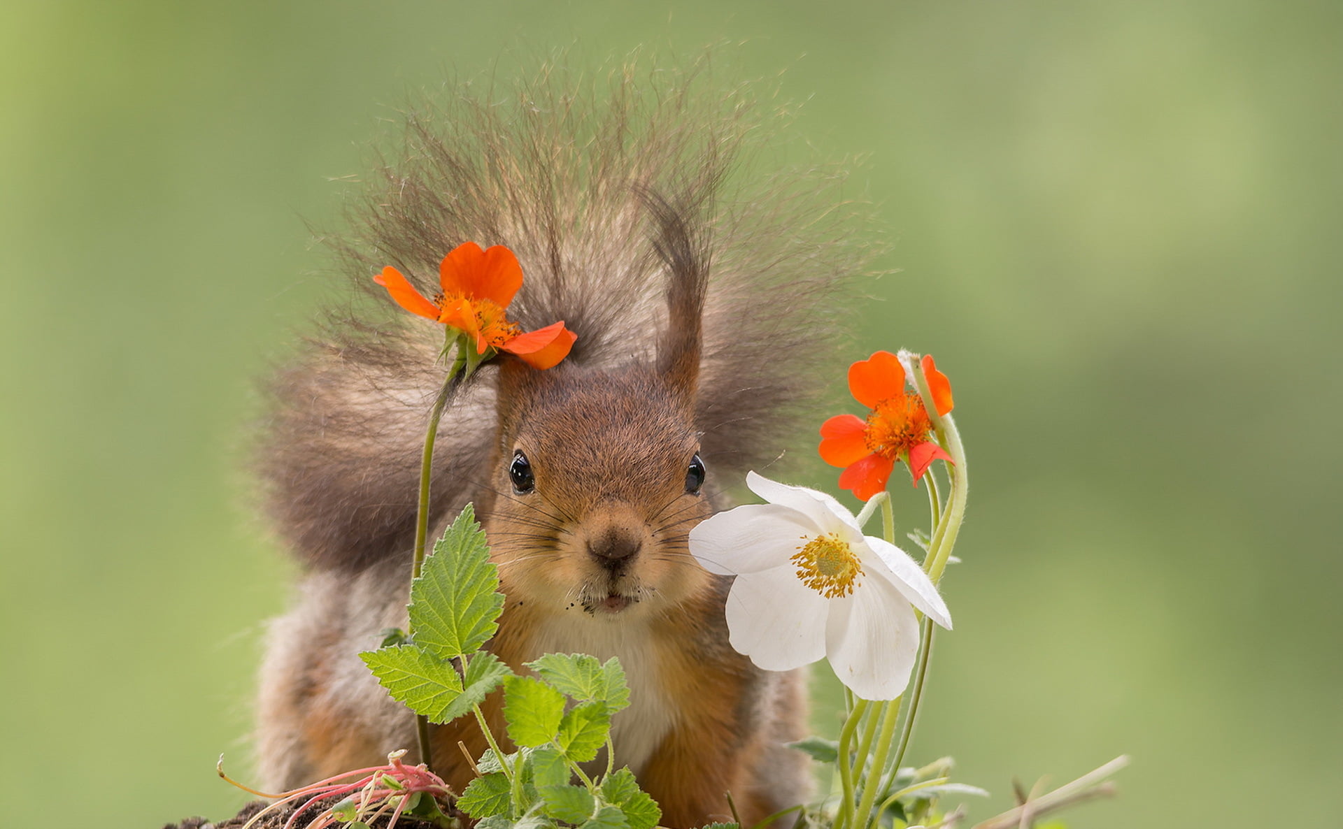 animal themes, rodent, flower head, 1080P, flower, focus on foreground, protein, flowering plant, plant, nature, vulnerability, mammal, vertebrate, animal, HD Wallpaper
