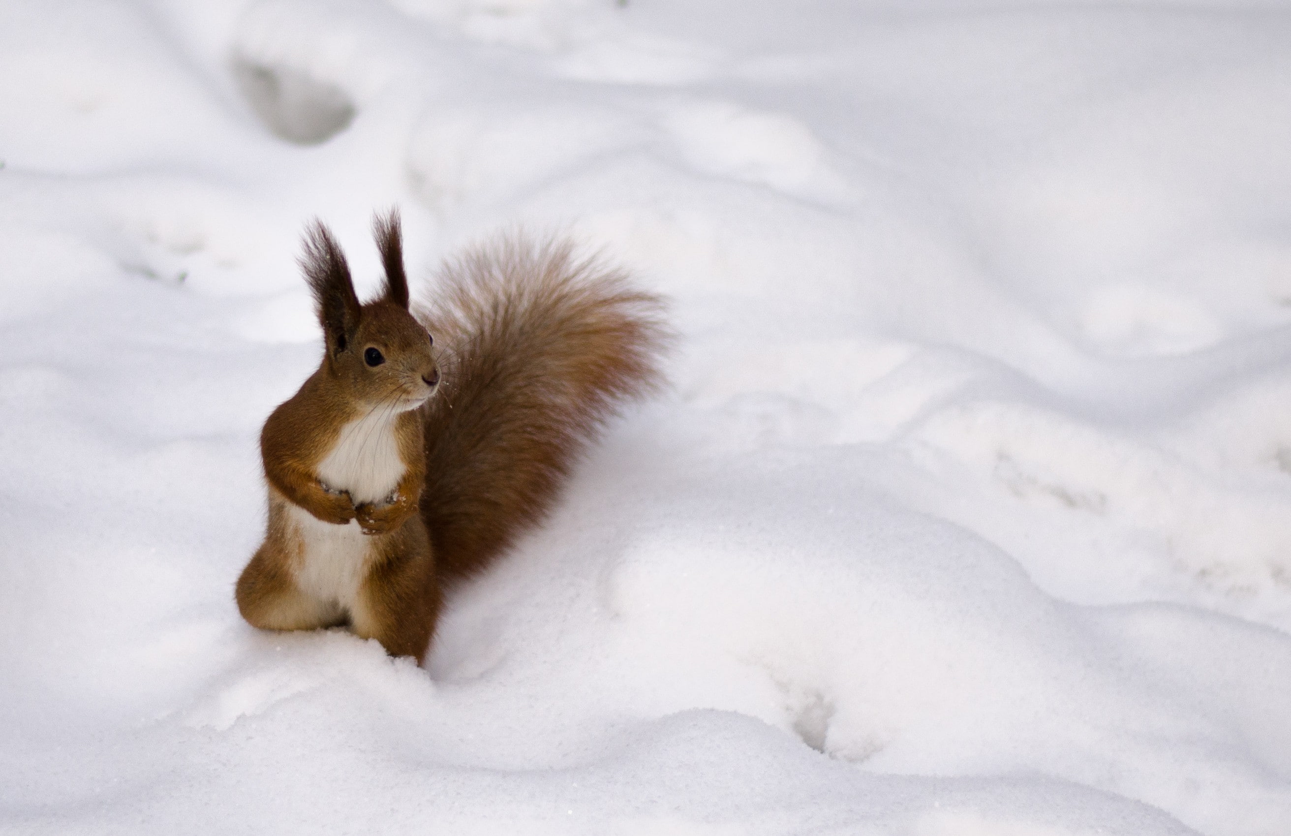 Red, Protein, winter, 2K, fluffy, HD Wallpaper