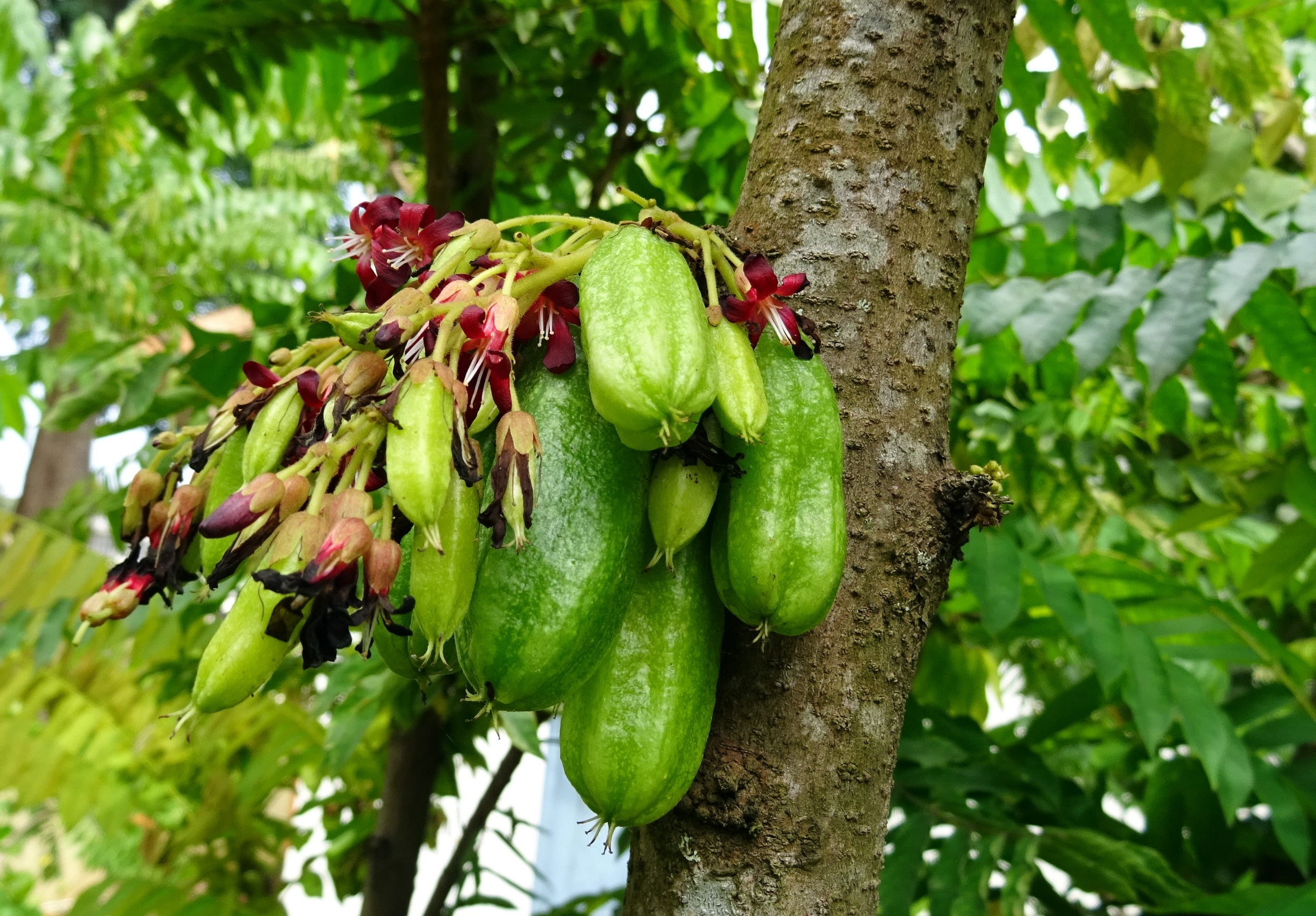 tree trunk, freshness, averrhoa, fruit, cucumber tree, food and drink, hanging, food, 2K, flora, plant part, beauty in nature, sour, bunch, tree sorrel, HD Wallpaper