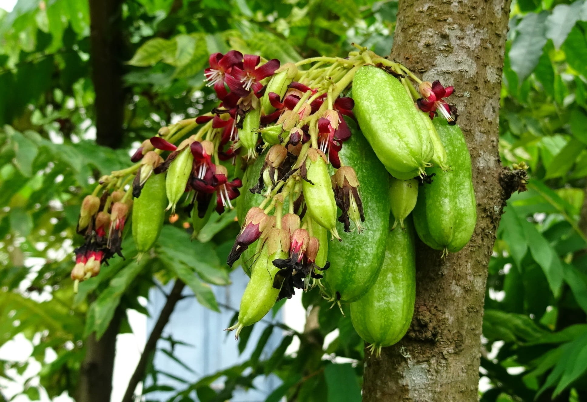 focus on foreground, leaf, organic, Averrhoa Bilimbi, oxalidaceae, Fruit, nature, india, food, plant part, sour, leaves, green Color, day, close-up, agriculture, HD Wallpaper