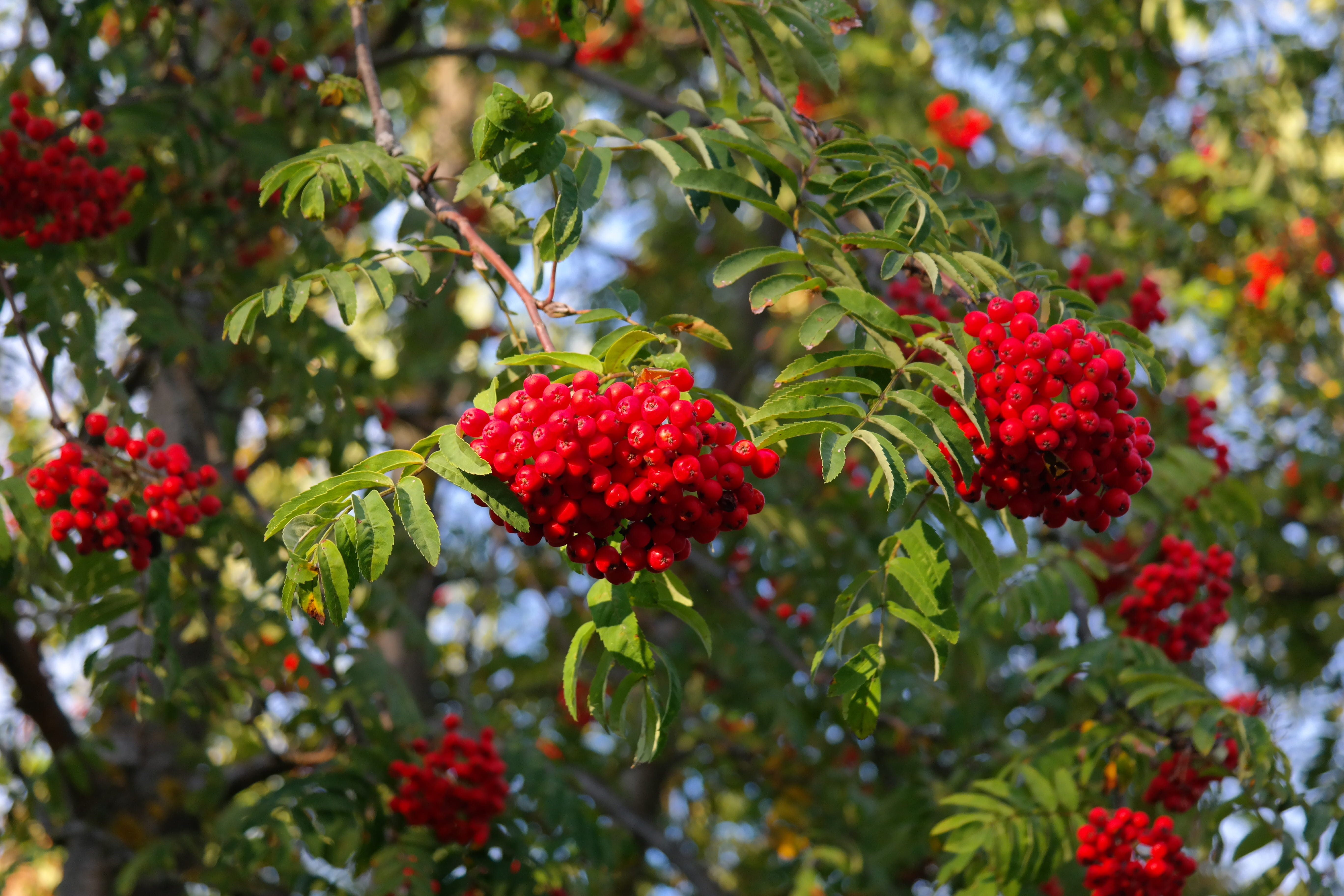 fruit, food, ash, green color, beauty in nature, sorbus aucuparia moravica, pyrus aucuparia, no people, close-up, growth, red, tree, freshness, sorbus aucuparia edulis, HD Wallpaper