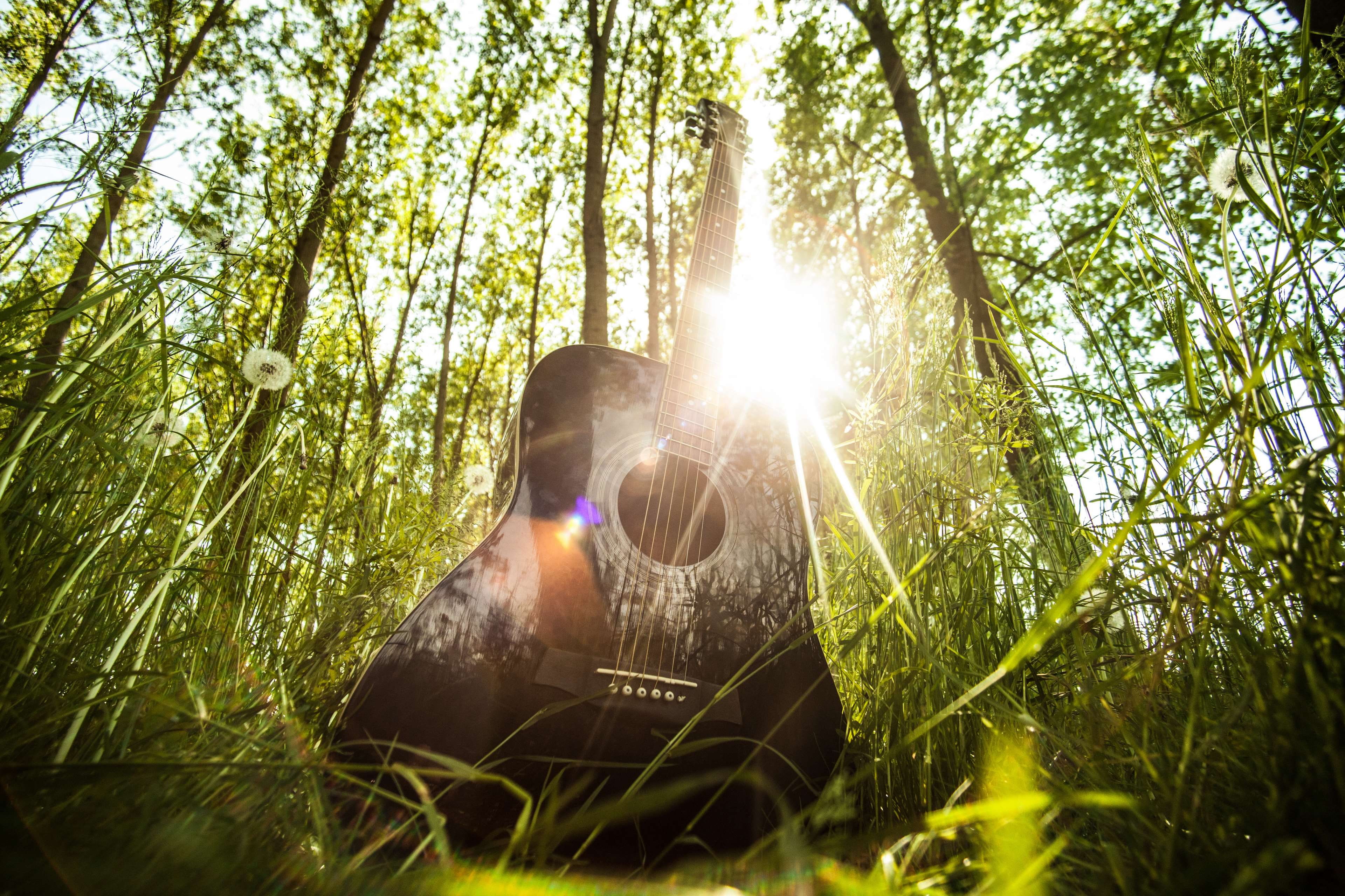 tree, growth, outdoors, acoustic guitar, plant, woodland, 4K, low angle view, music, beauty in nature, leisure activity, land, musical instrument, one person, HD Wallpaper