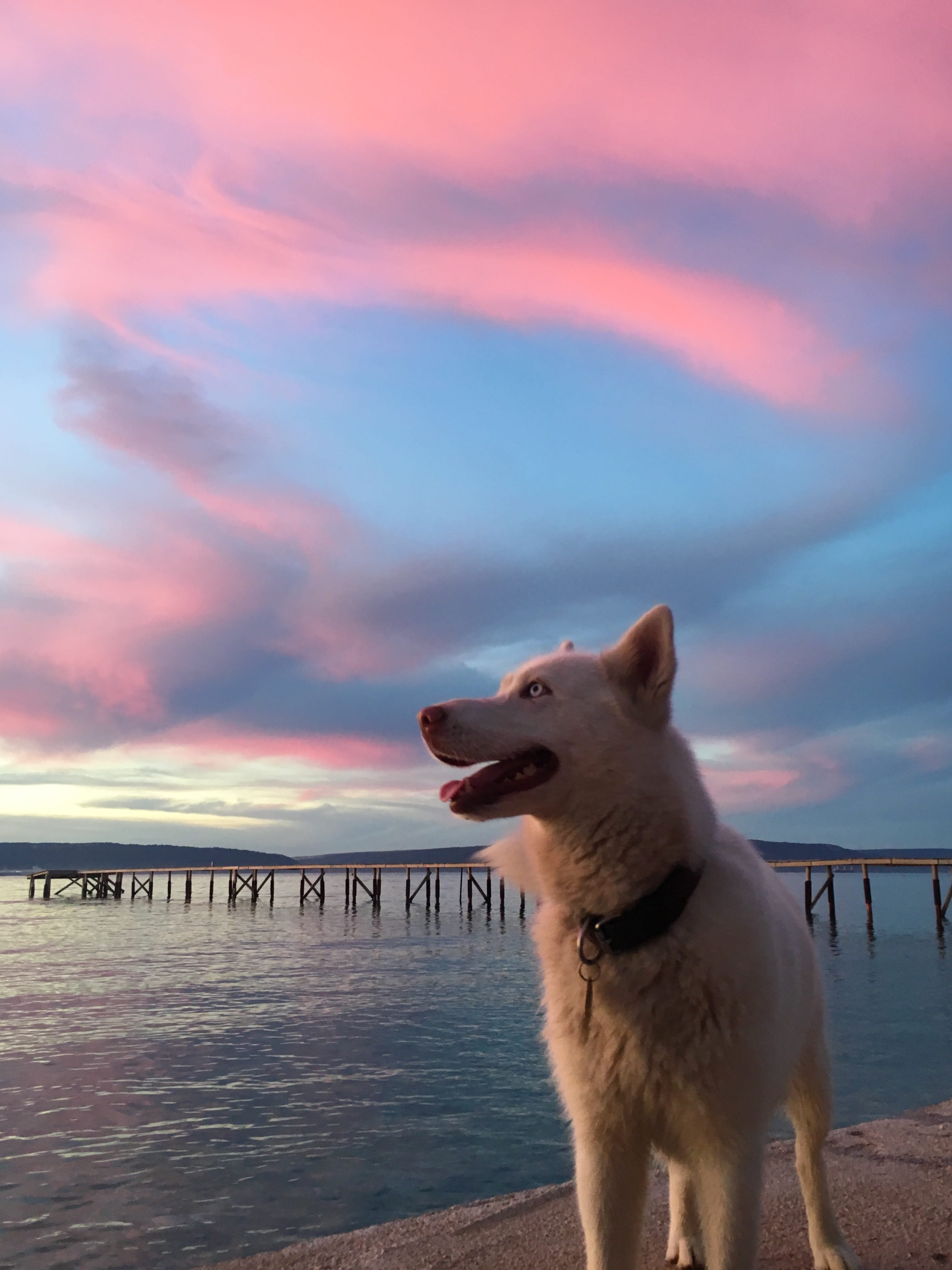 sunset, one animal, mammal, view, mouth open, 4K, beauty in nature, cloud - sky, canine, vertebrate, pink, nature, animal, tan, daytime, amazing, pink weather, Phone HD Wallpaper