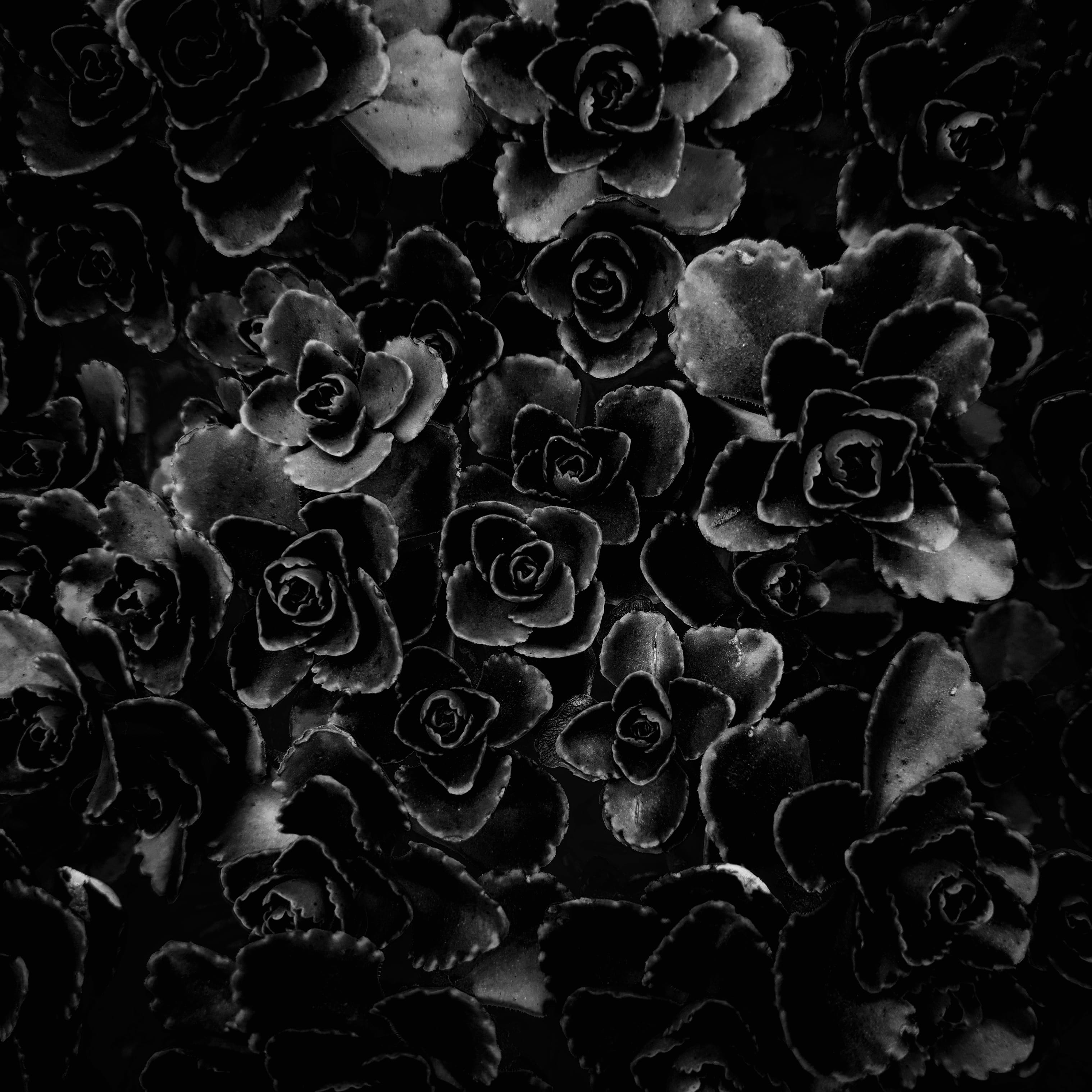 close-up, kędzierzyn-koźle, water, black and white, indoors, nature, no person, no people, large group of objects, beauty in nature, design, growth, full frame, Phone HD Wallpaper