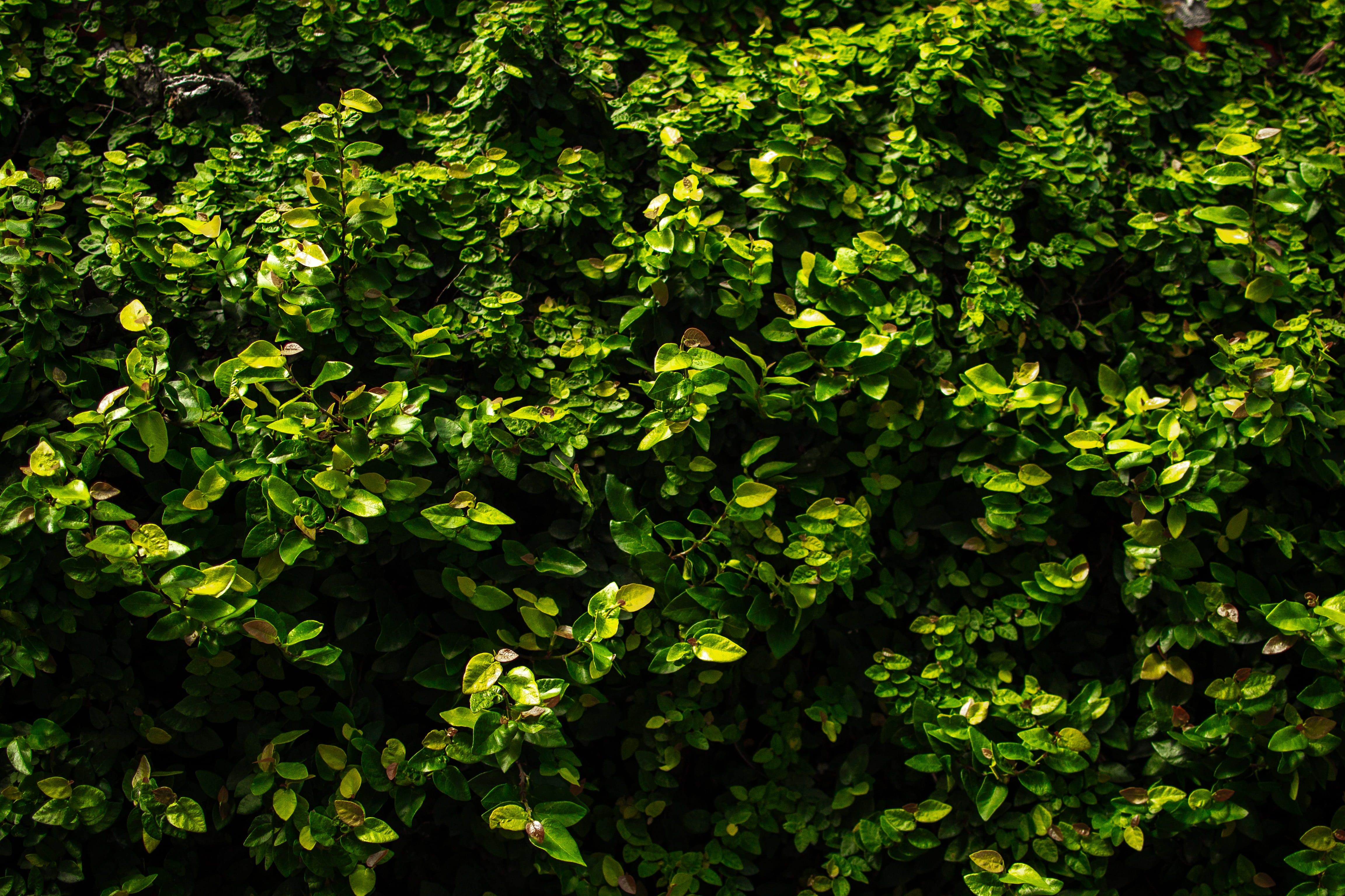 food, plantas, no people, plant, close-up, leaf, lush foliage, dress, nature, bush, green, backgrounds, full frame, sunlight, plant part, tree, green color, HD Wallpaper