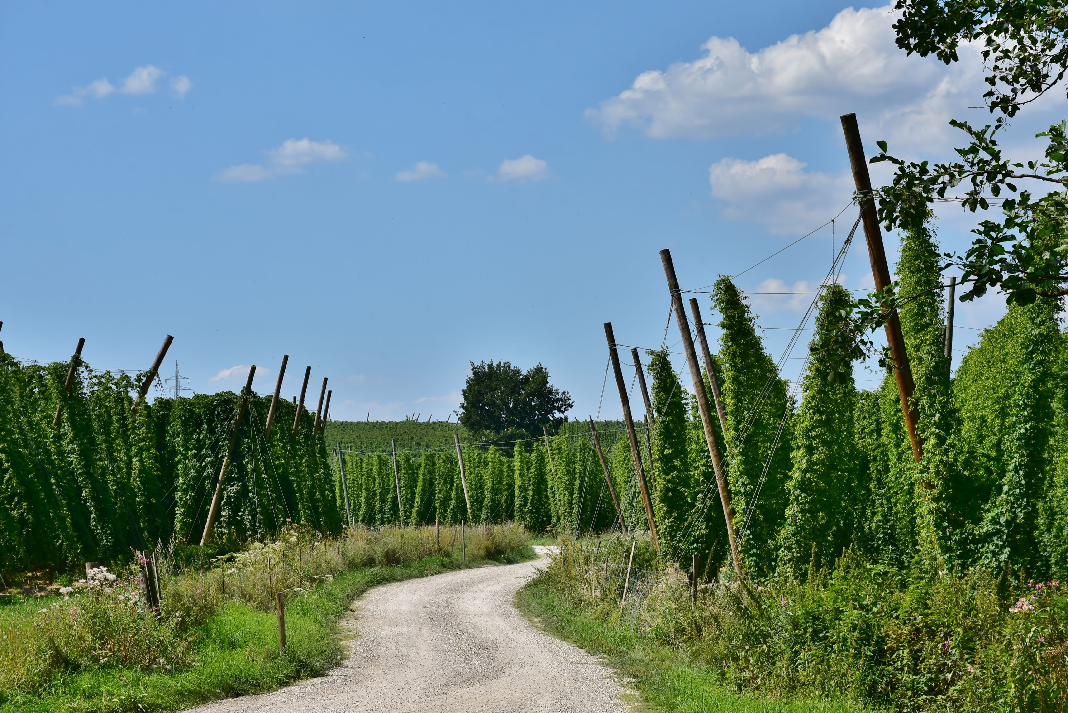 land, bavaria, day, non-urban scene, tranquility, diminishing perspective, tree, the way forward, climber plant, hop garden, hops fruits, plant, hop vines, HD Wallpaper