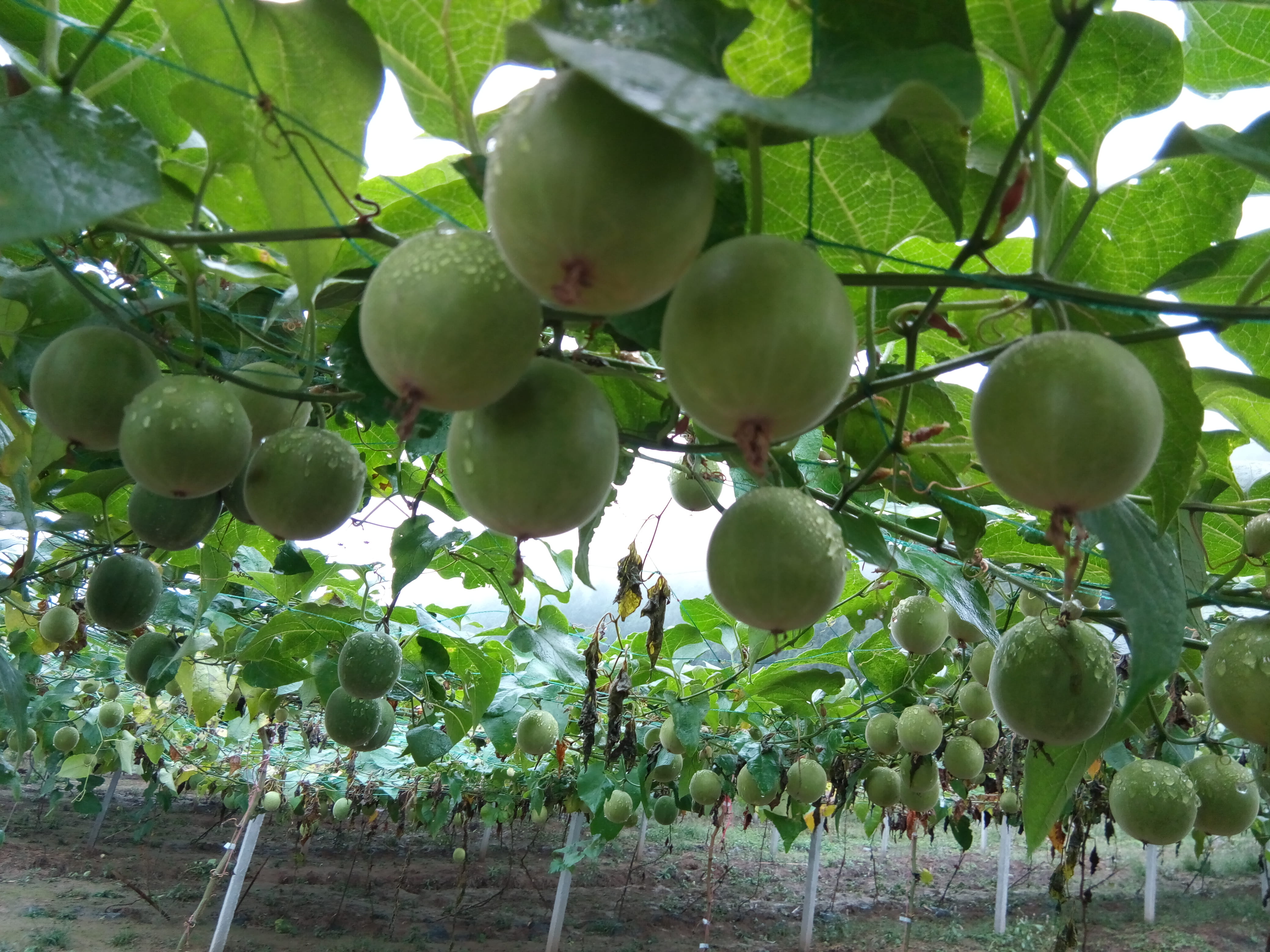tree, ripe, hanging, vine, fruit tree, growth, agriculture, beauty in nature, no people, plantation, green color, healthy eating, monk, food, plant, freshness, HD Wallpaper