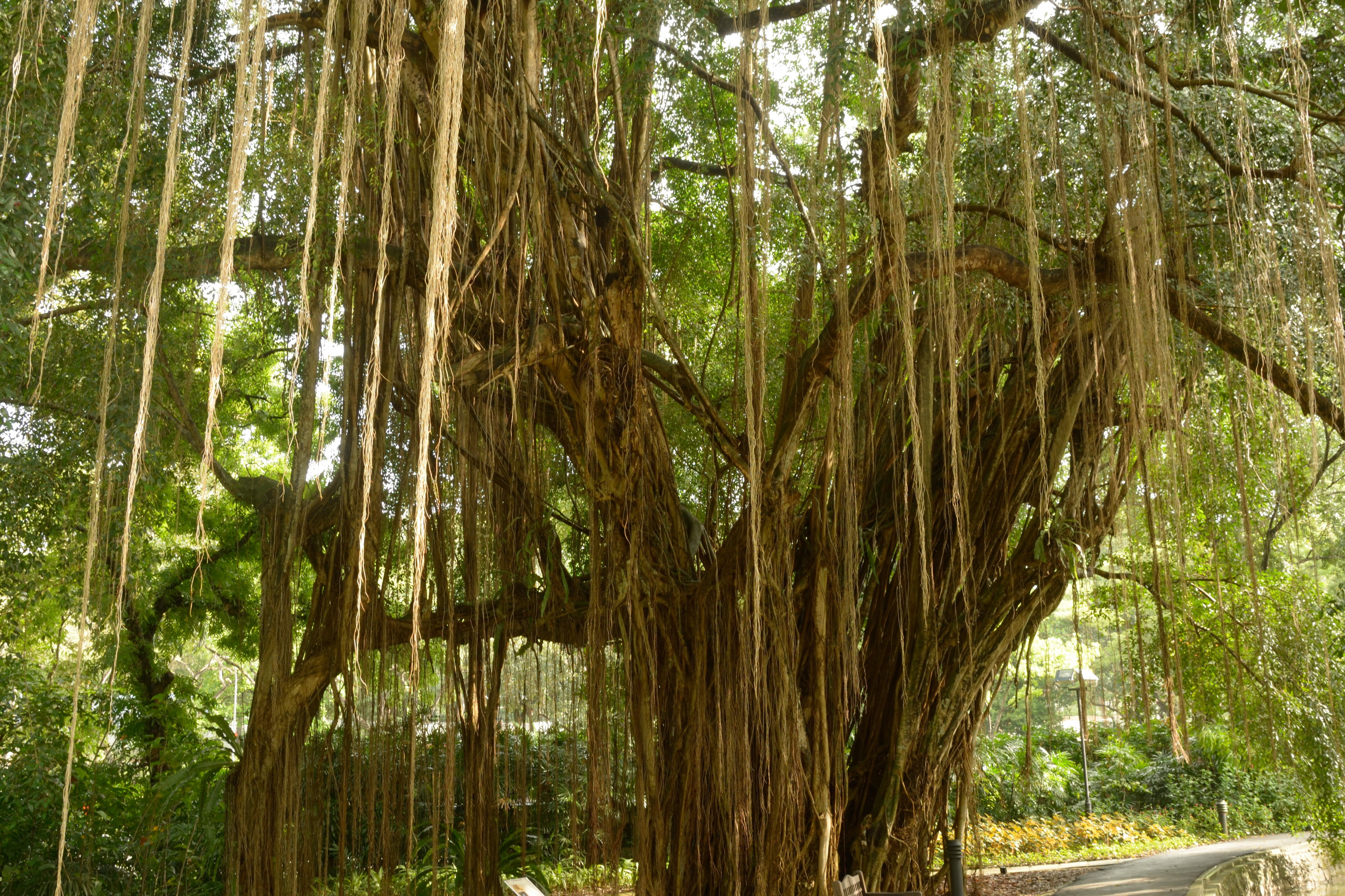 day, nature, agriculture, river and road edge, branch, photo, aerial roots, lush foliage, tree, banyan, green color, land, forest, woodland, tranquil scene, HD Wallpaper