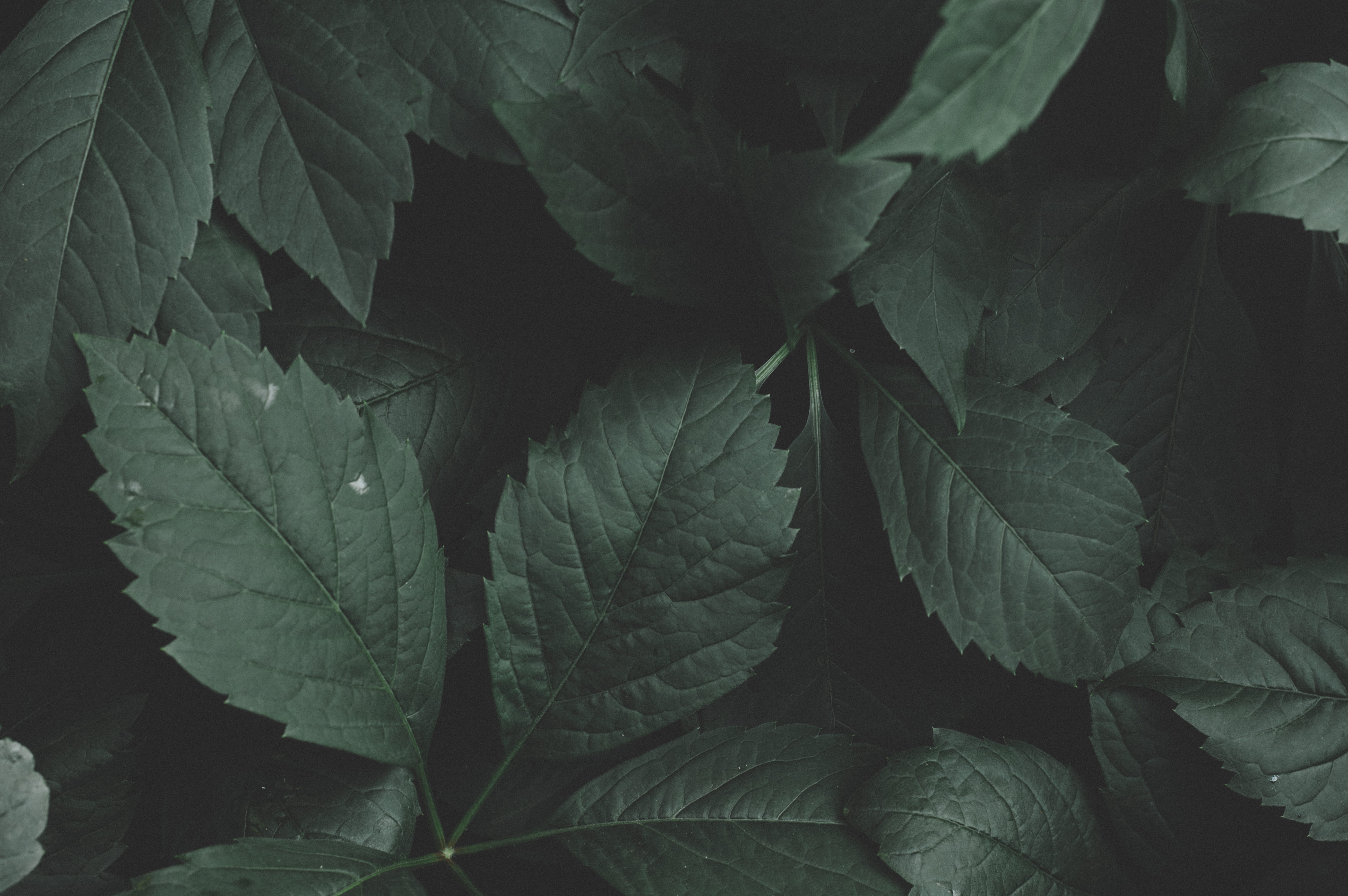 freshness, backgrounds, leaf vein, growth, nature, high angle view, food and drink, leaf, color, full frame, outdoors, plant part, russia, close up, plant, HD Wallpaper