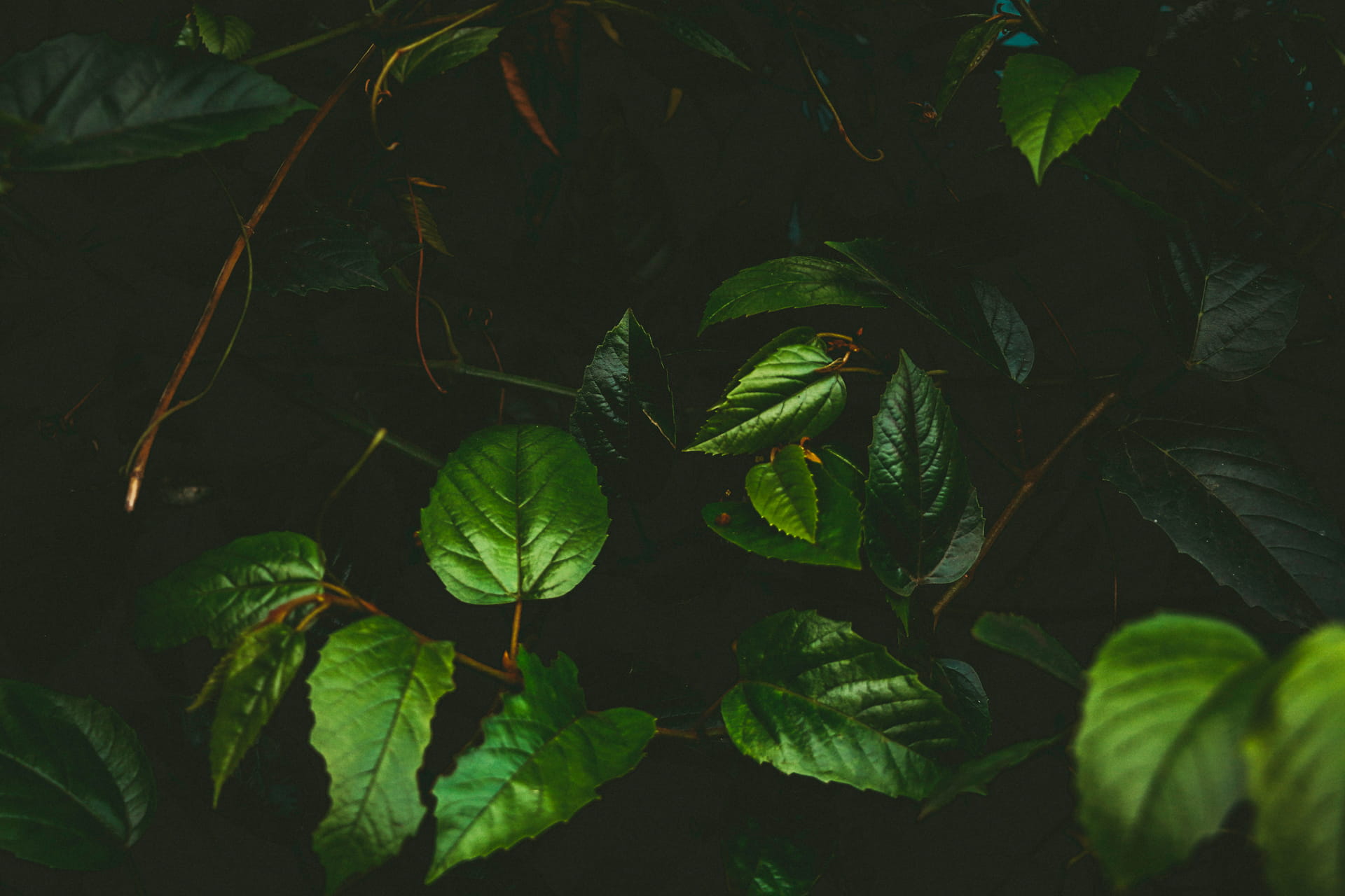 plantation, leaf vein, green color, background, growth, food and drink, leaf, texture, 1080P, beauty in nature, directly above, vulnerability, HD Wallpaper
