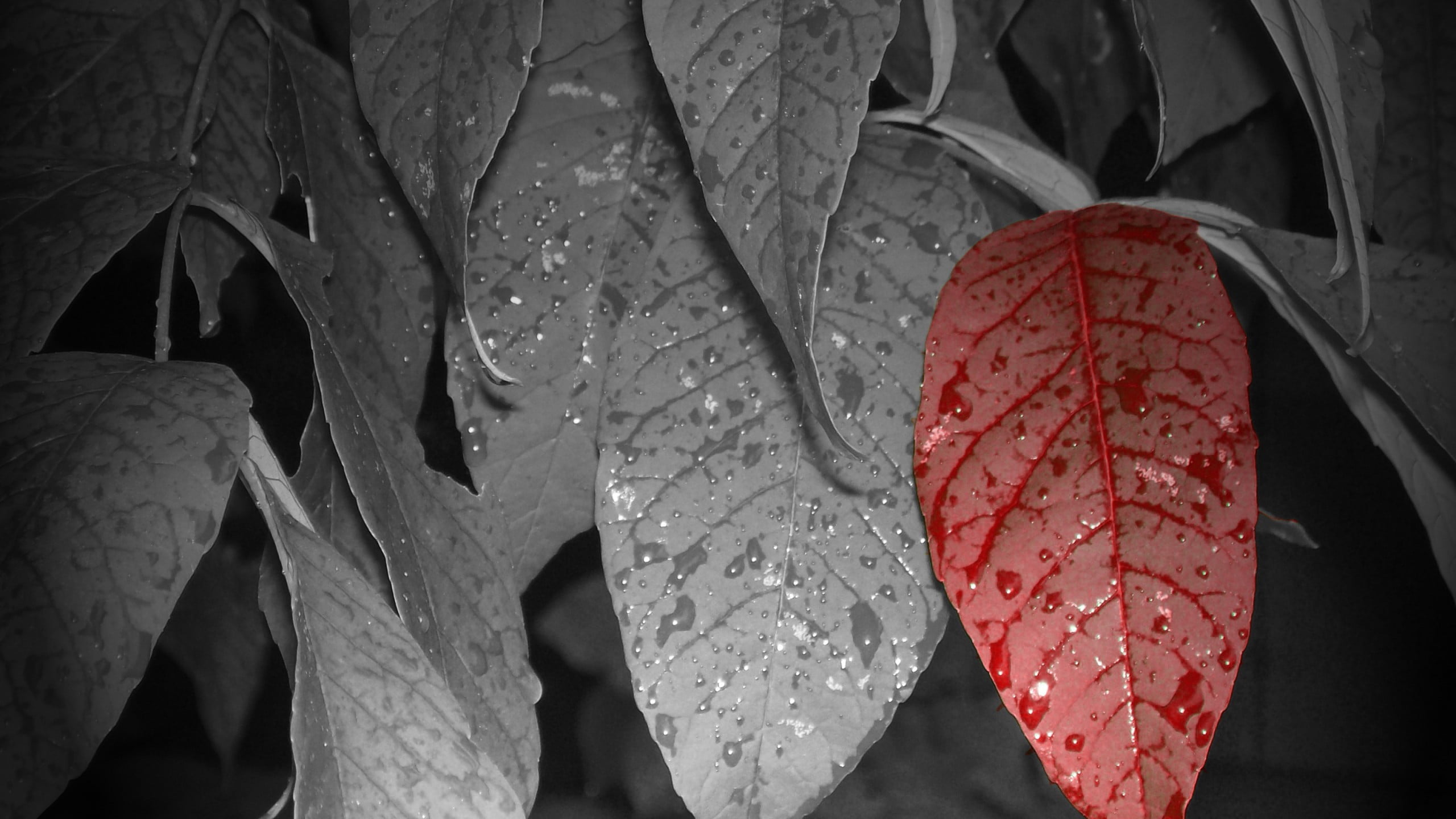 no people, dew, red, full frame, water drops, focus on foreground, growth, plant part, leaves, nature, water, selective coloring, purity, outdoors, day, HD Wallpaper