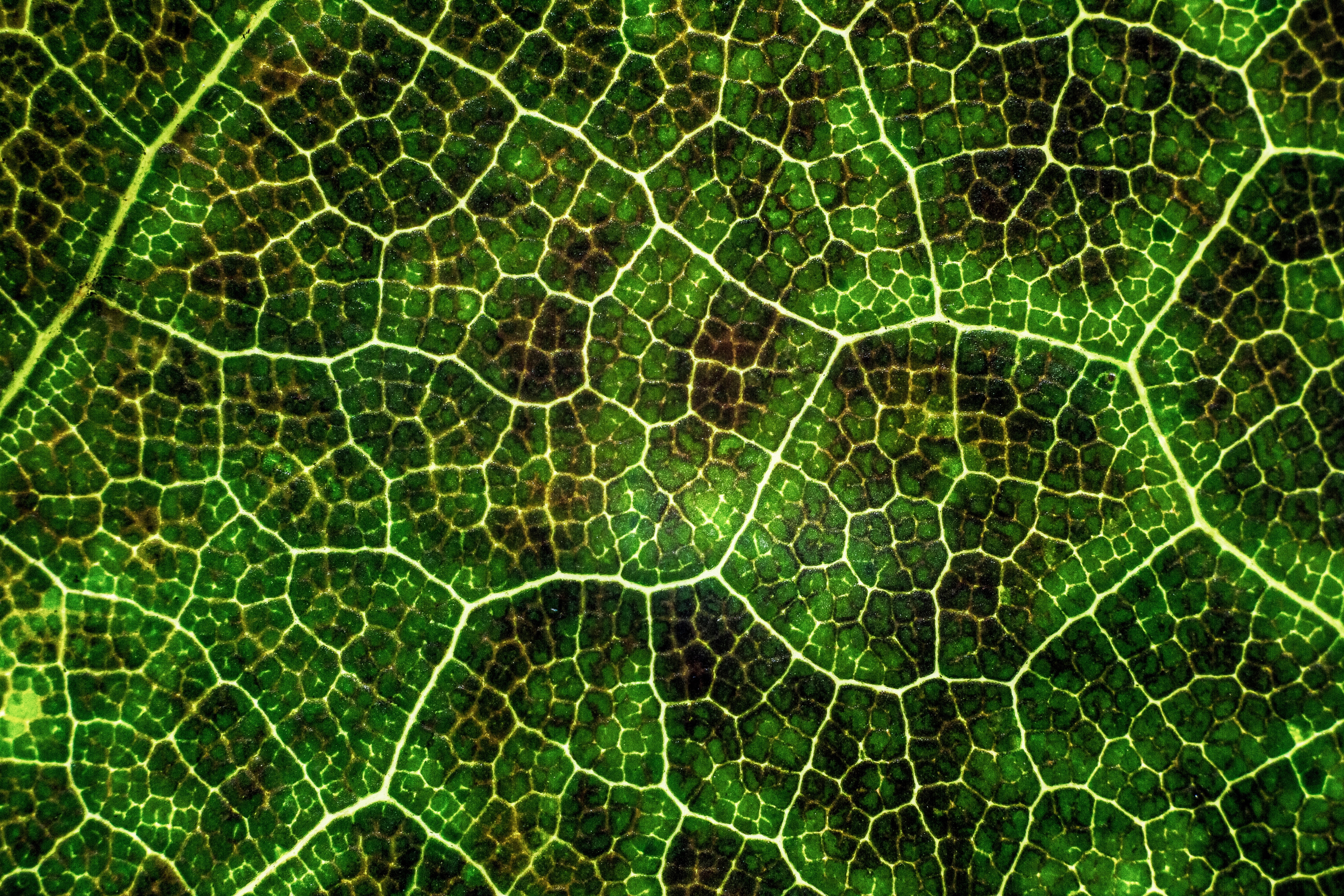 surface, green, macro, veins, leaf, plant, lines, texture, 5K, photosynthesis, HD Wallpaper
