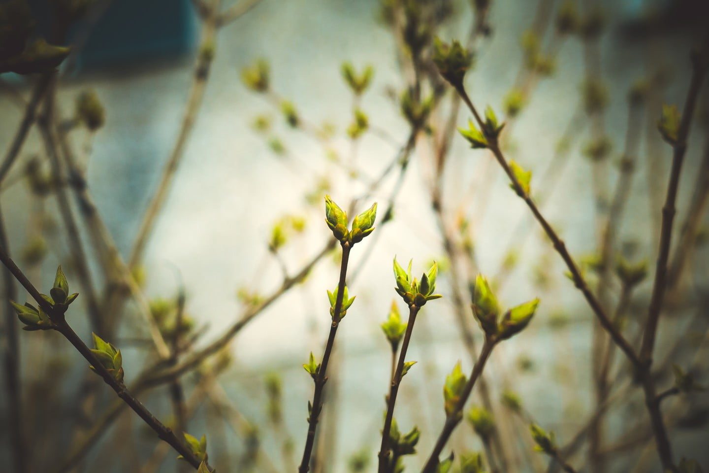 water, nature, focus on foreground, no people, green, spring, leaf, Riga, vignette, beginnings, plant stem, flower, Latvia, vulnerability, fragility, beauty in nature, HD Wallpaper