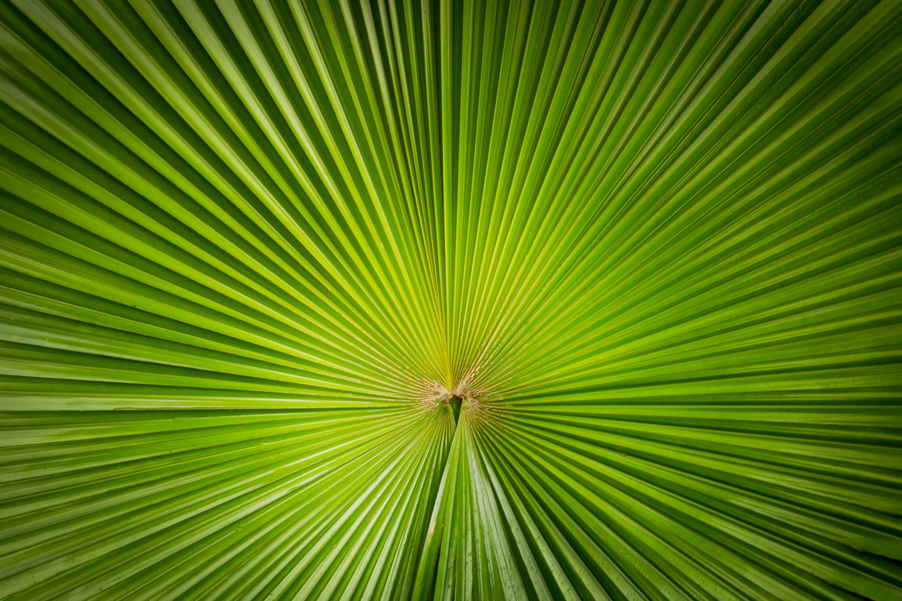 vivid, freshness, green Color, focus, green, outdoors, leaf, symmetry, tree, close-up, photosynthesis, plant part, lines, growth, tropical climate, nature, HD Wallpaper