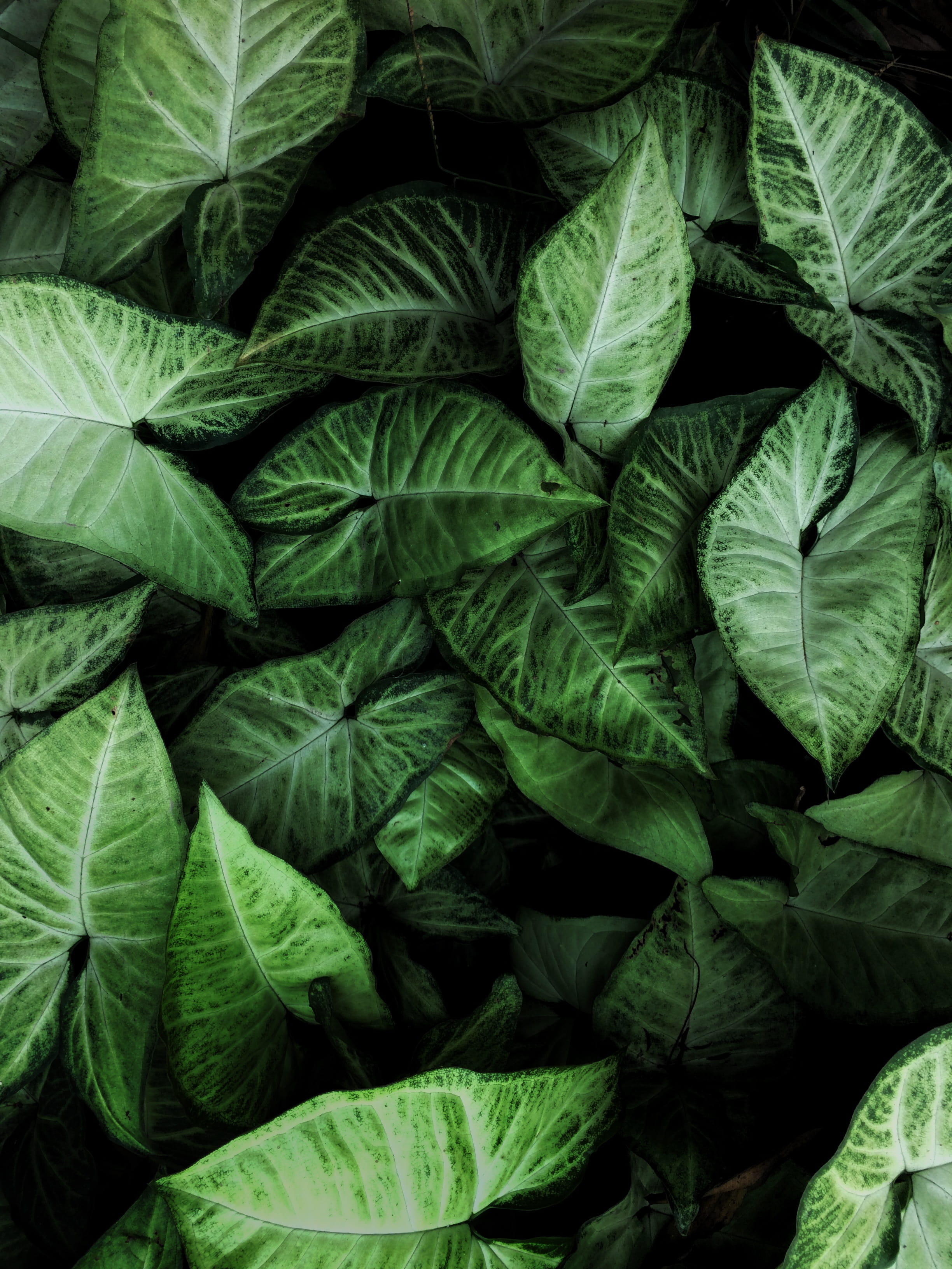 high angle view, leaf, 2K, leaves, food, directly above, vein, growth, color, full frame, plant part, wellbeing, biology, plant, texture, tropical, food and drink, Phone HD Wallpaper
