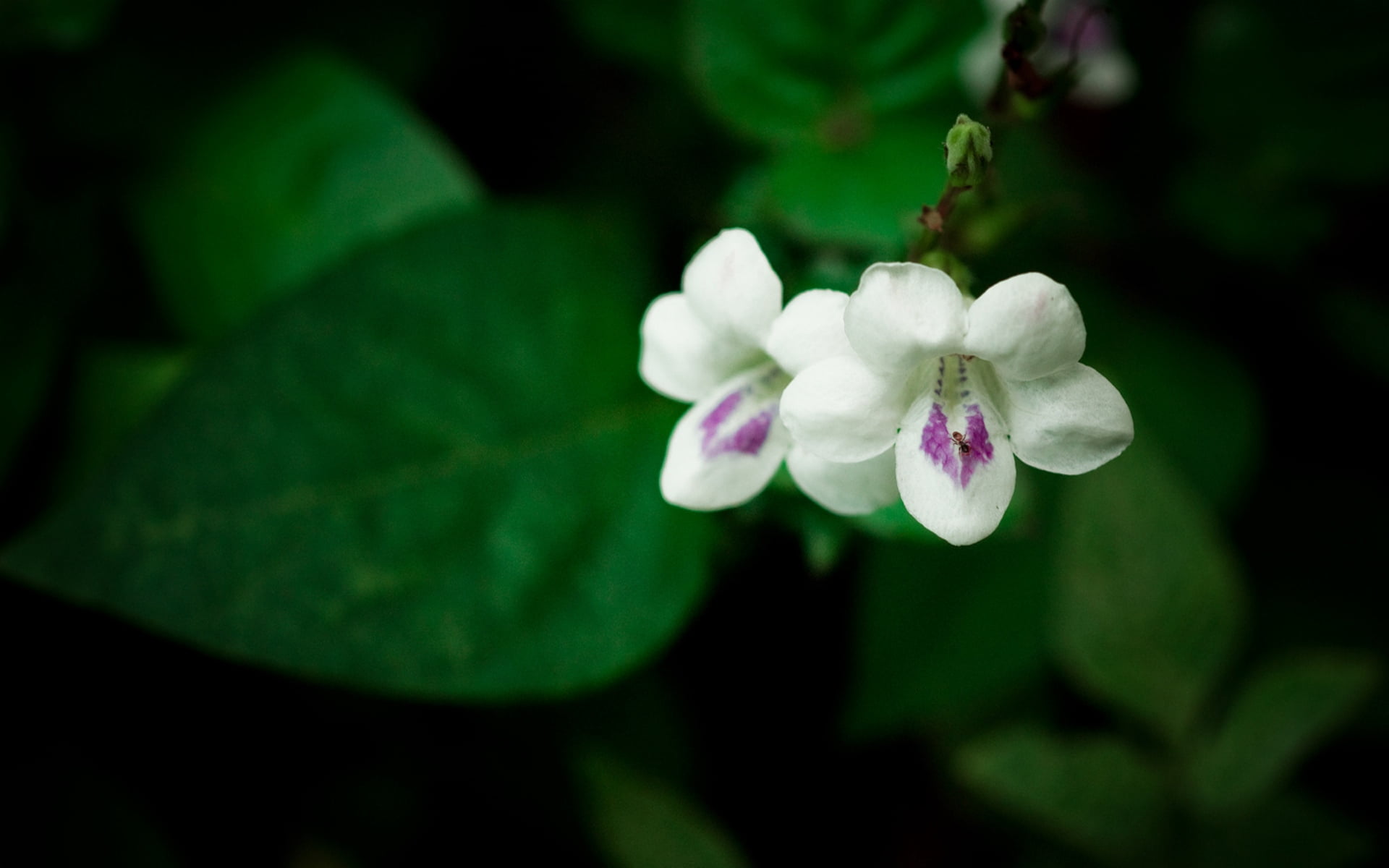 vulnerability, 1080P, close-up, white color, beauty in nature, two, small, flowering plant, nature, herbs, petal, growth, flower head, whtie, fragility, HD Wallpaper