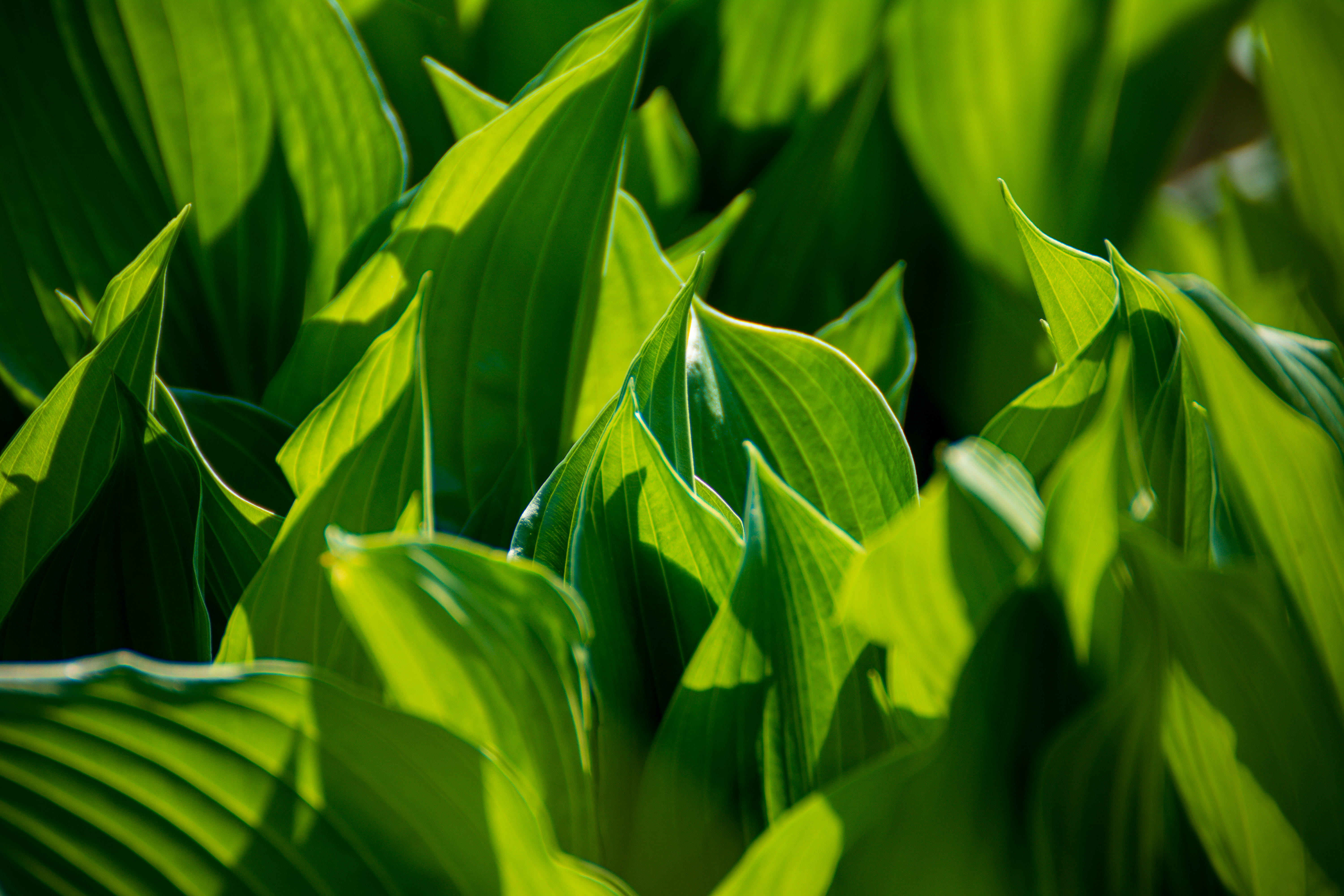 day, beauty in nature, growth, botanical, leaf, green, lush, texture, vibrant, leafed, backgrounds, environment, close-up, leaves, freshness, photosynthesis, HD Wallpaper