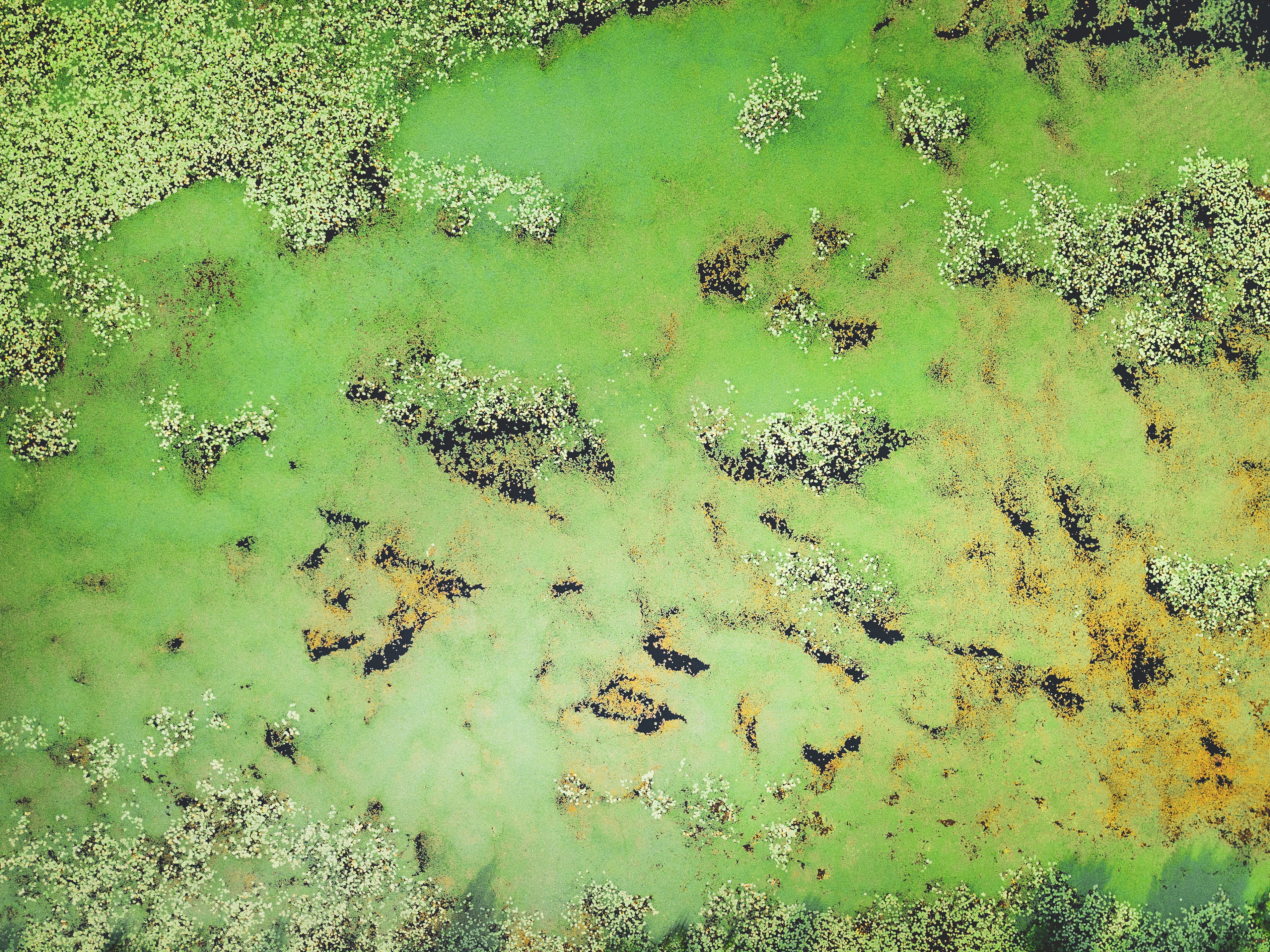 dji, damaged, color Image, multi Colored, yellow, photosynthesis, material, rusty, mottled, texture, water, green, colors, textured, weathered, lichen, HD Wallpaper