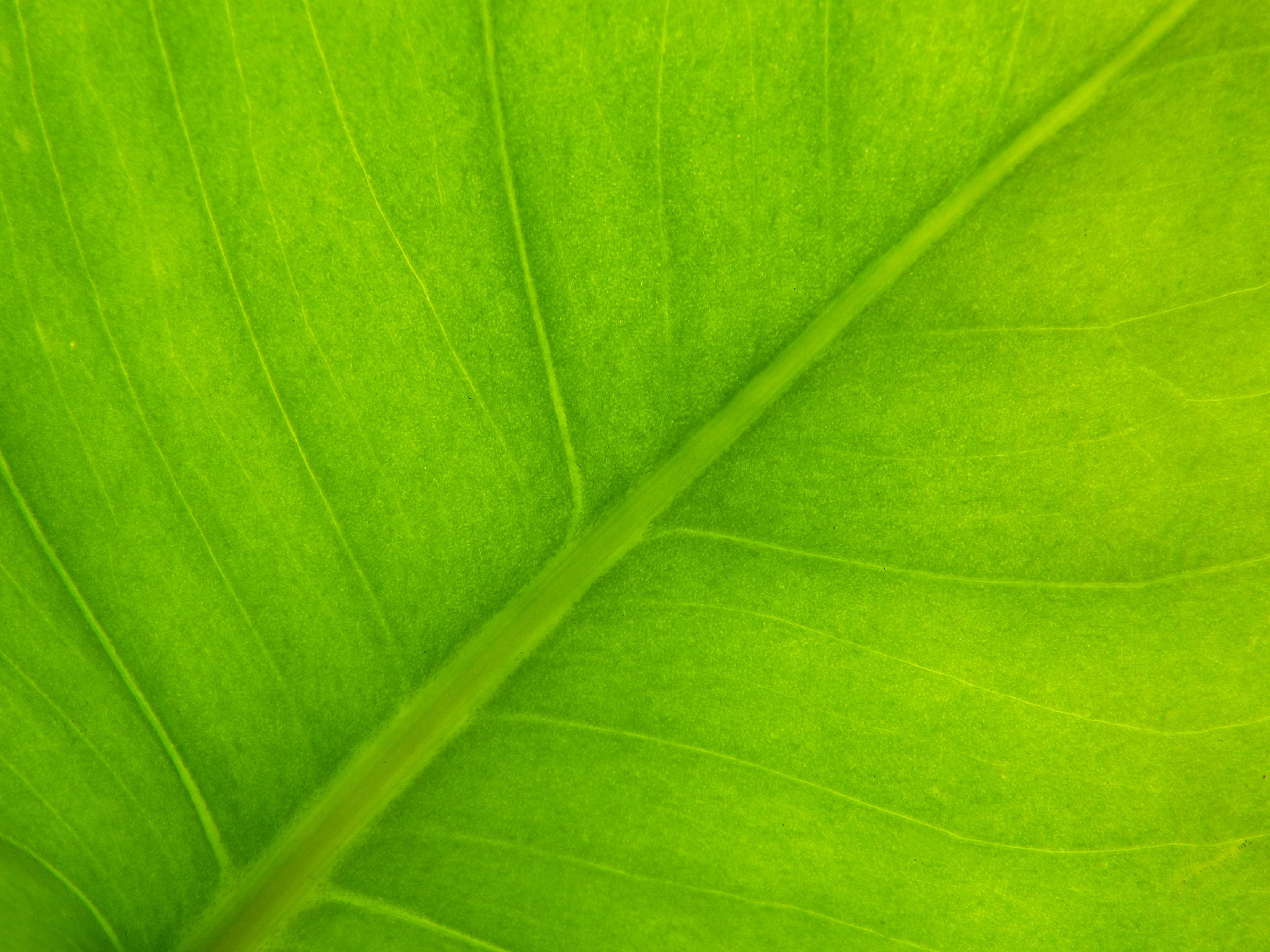 leaf, 4K, beauty in nature, plant part, vegetable, freshness, full frame, pattern, nature, day, green, textured effect, close-up, texture, leaves, vulnerability, HD Wallpaper