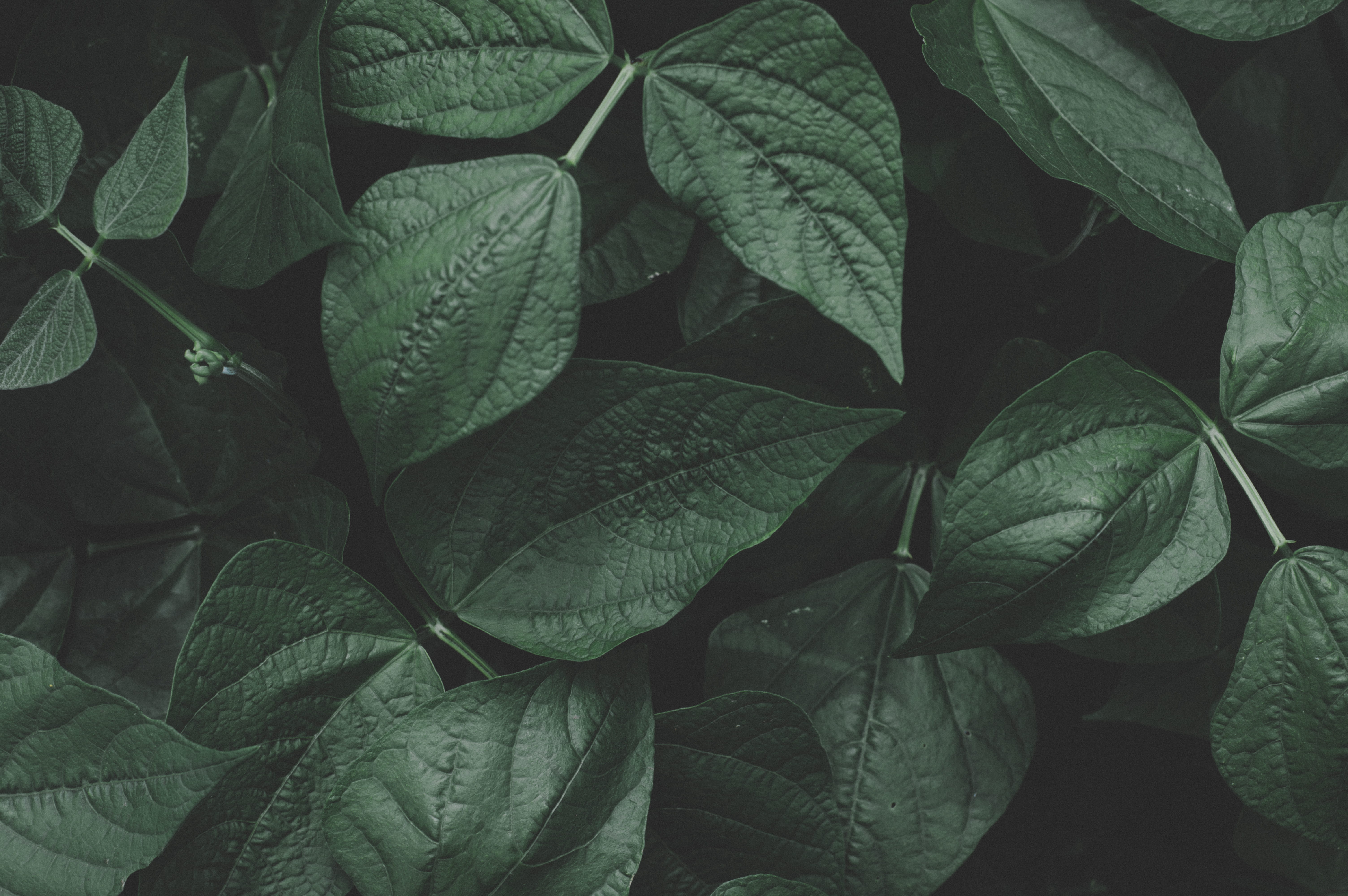 environment, natural, garden, growth, ecology, lush, freshness, leaf vein, botanical, plant, drop, green leaves, color, backgrounds, leaves, texture, plant part, HD Wallpaper