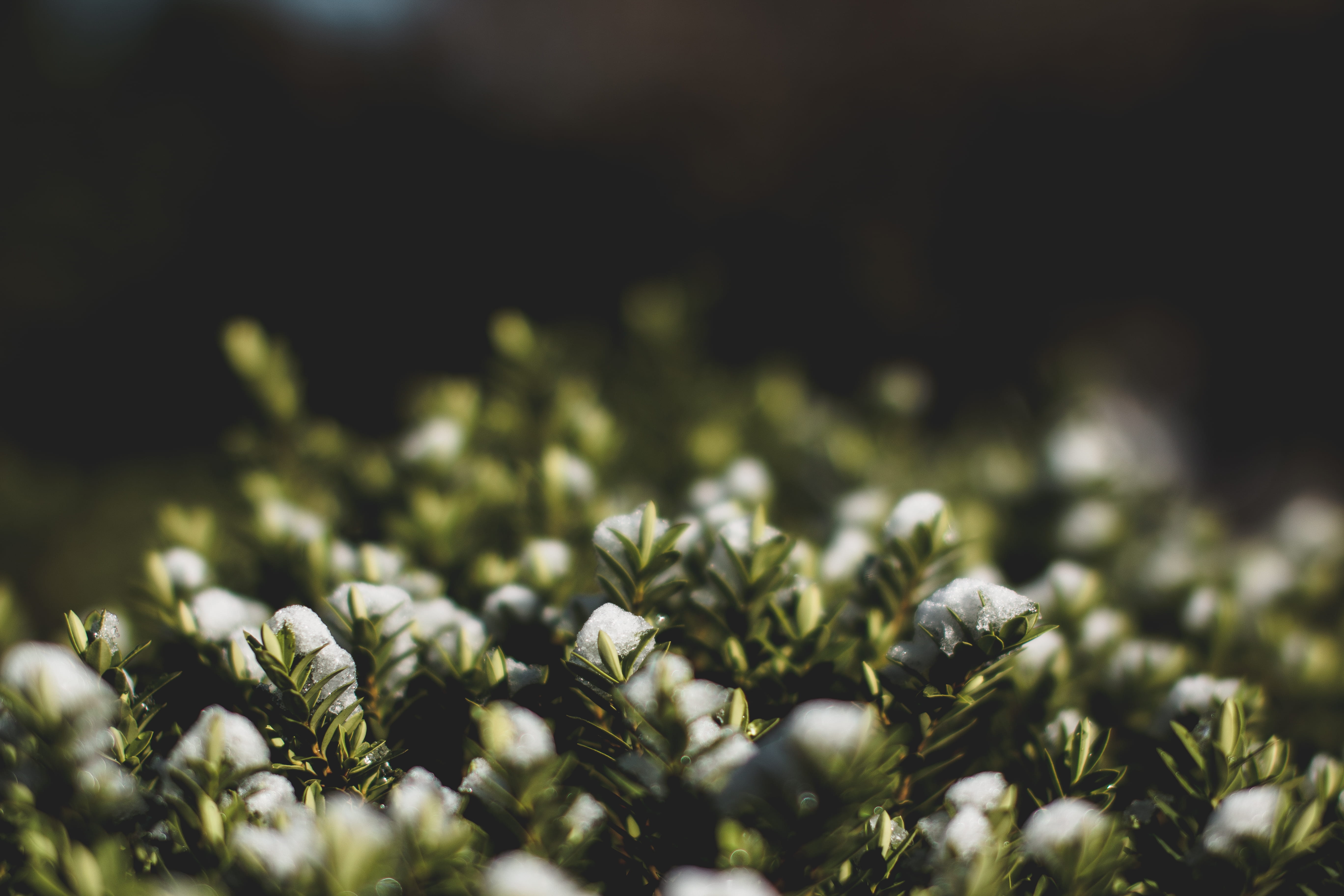 leaf, vulnerability, e, h, c, green color, i, f, j, p, growth, m, selective focus, fragility, freshness, beauty, k, a, n, tranquility, day, flower, plant, HD Wallpaper