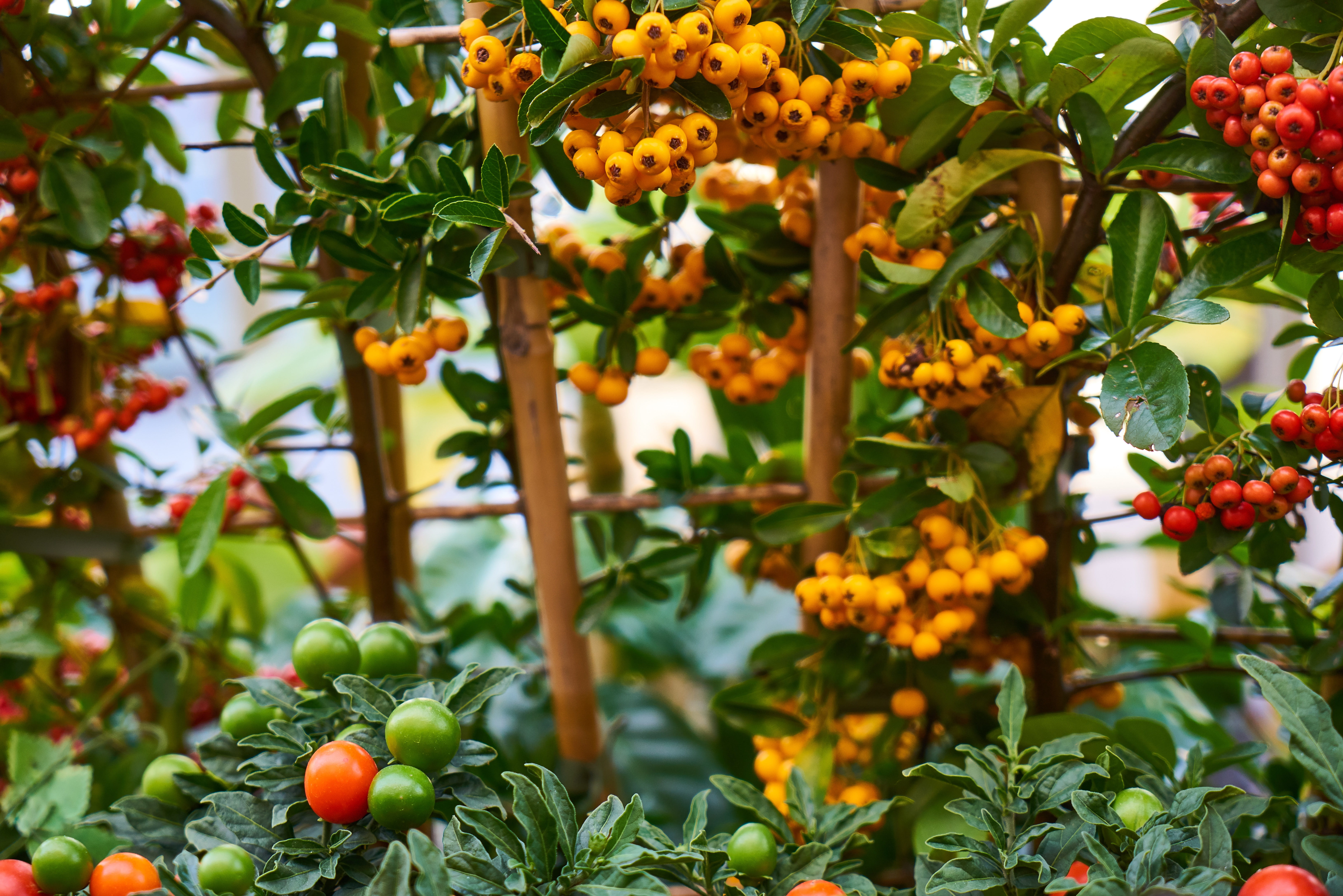 spring, copy space, green color, rowanberry, decor, flowering plant, color image, food and drink, relax, nature, detail, flowers, no people, focus on foreground, HD Wallpaper