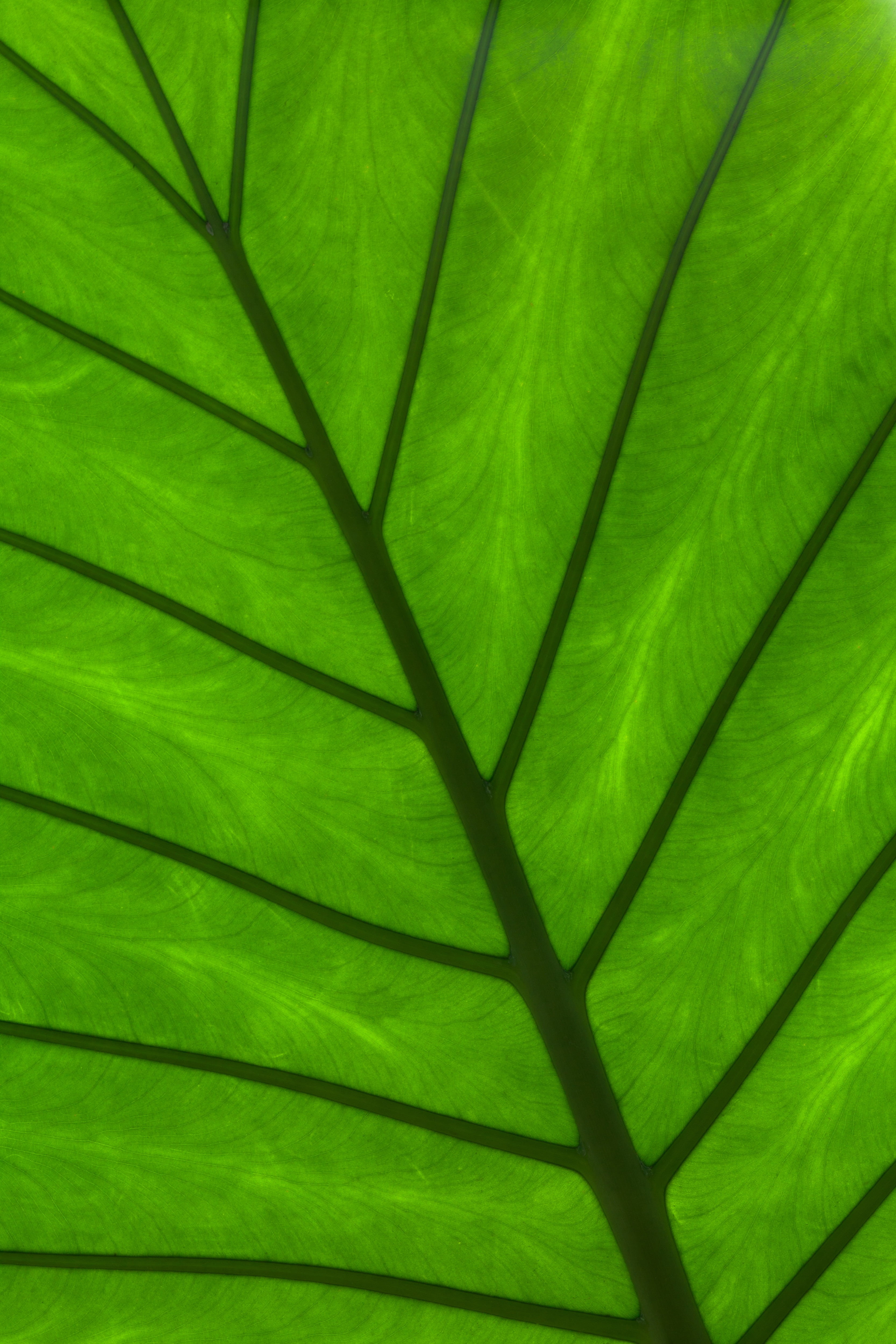 textured, leaf vein, macro, leaf, 4K, full frame, background, flora, fresh, natural pattern, directly below, natural, outdoors, bright, vibrant, backgrounds, Phone HD Wallpaper