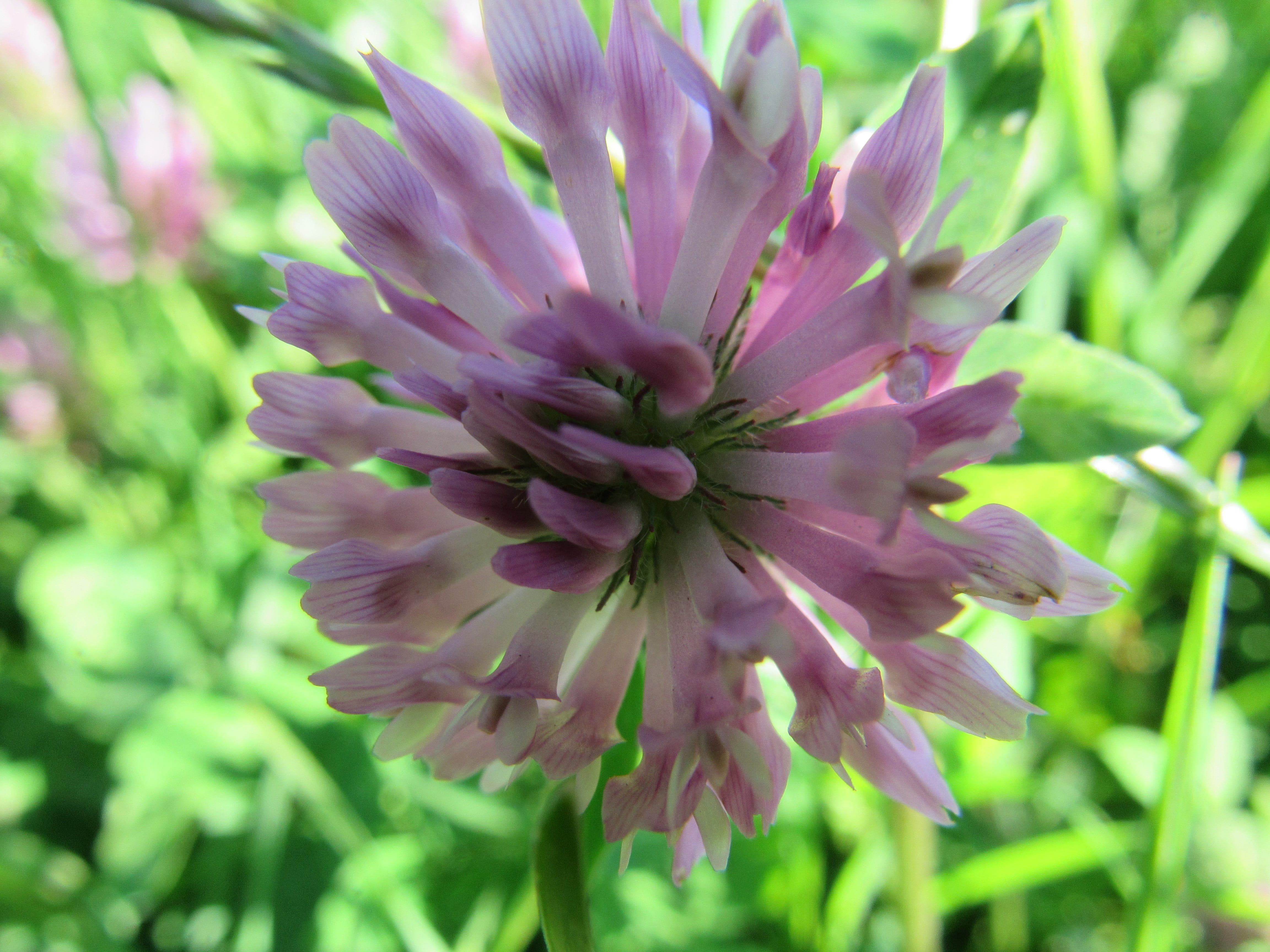 close-up, day, growth, Red Clover, beauty in nature, nature, plant, focus on foreground, inflorescence, 4K, fragility, flowering plant, blossom, flower head, HD Wallpaper