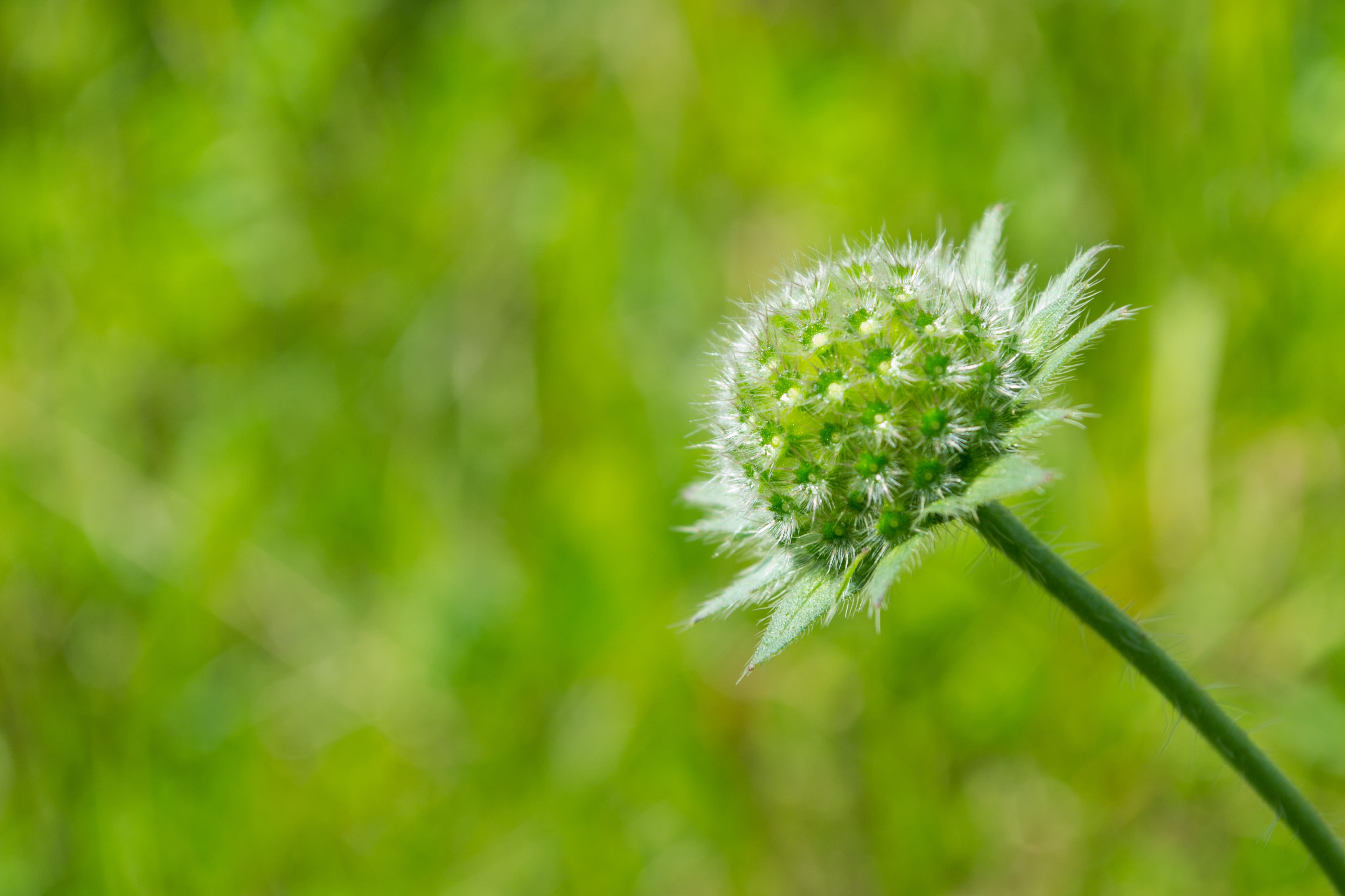 close-up, Nature, close, dandelion, focus on foreground, 4K, growth, flower head, tranquility, vulnerability, flowering plant, photosynthesis, Blossom, HD Wallpaper