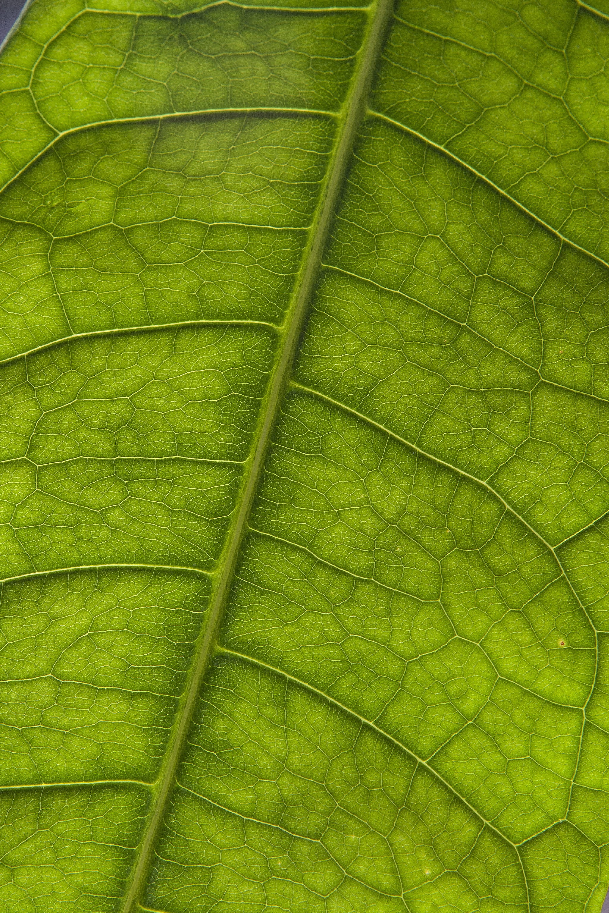 botany, no people, sheet, outdoors, extreme close-up, magnification, textured, close-up, leaves, nature, beauty in nature, palm leaf, growth, plant, backgrounds, Phone HD Wallpaper