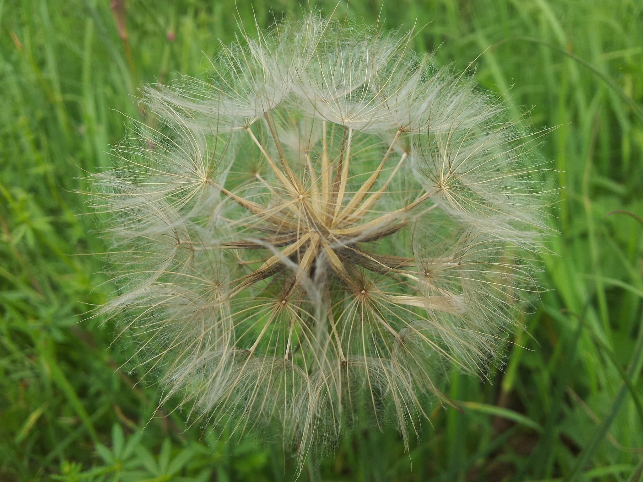 nature, 1080P, flower, inflorescence, botanical, green color, Natural, stem, horticulture, field, dandelion seed, land, Dandelion, outdoors, beauty in nature, HD Wallpaper