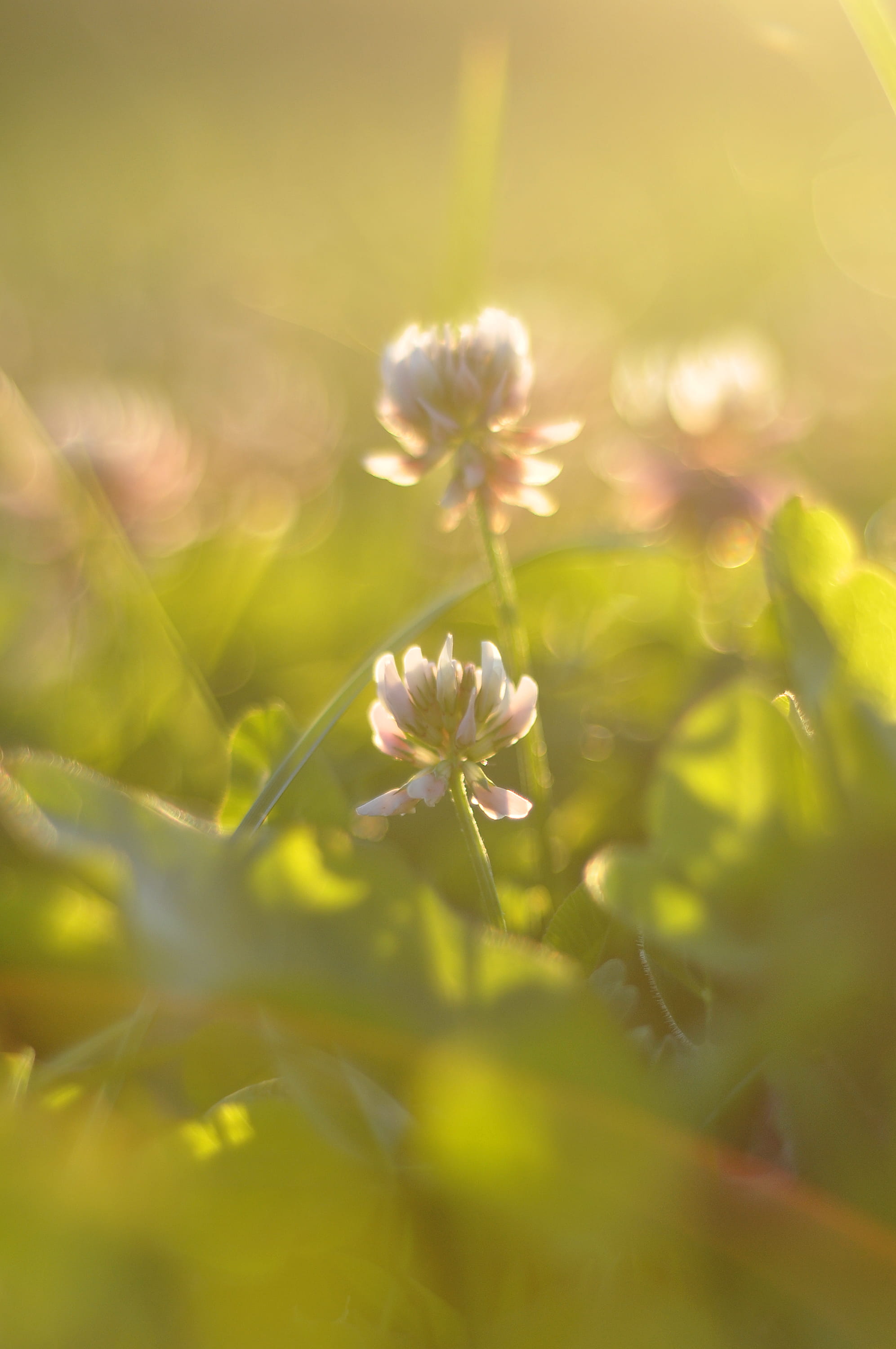 no people, bright, golden hour, flower head, floral, growth, selective focus, beauty in nature, flower, close-up, plant, lund, beauty, fragility, sweden, Phone HD Wallpaper